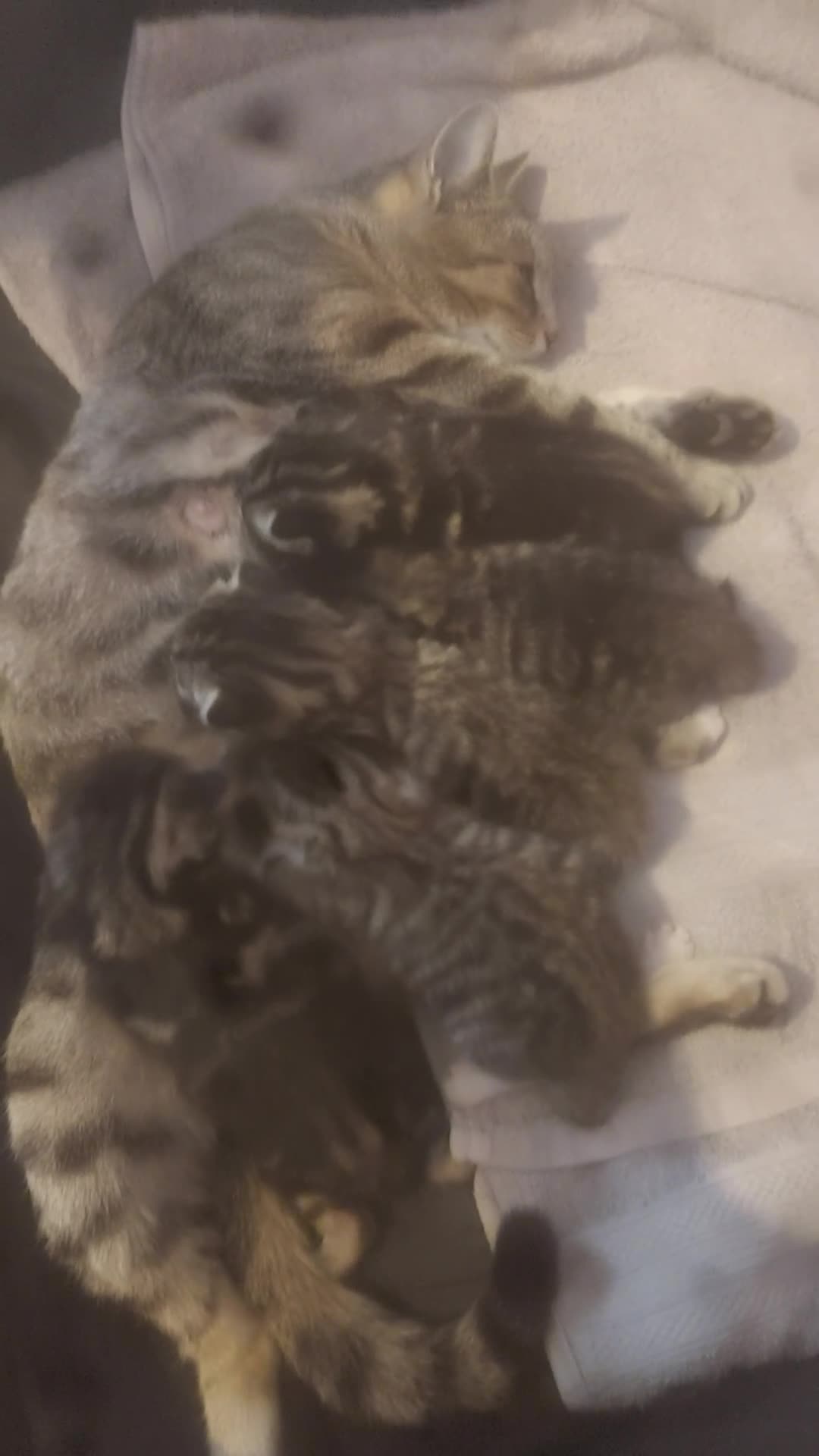 Mixed Breed cats for sale: Tabby kittens  in Corby - Video 1