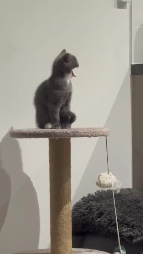 British Shorthair cats for sale: 2 Beautiful British shorthairs - rehoming in London - Video 1