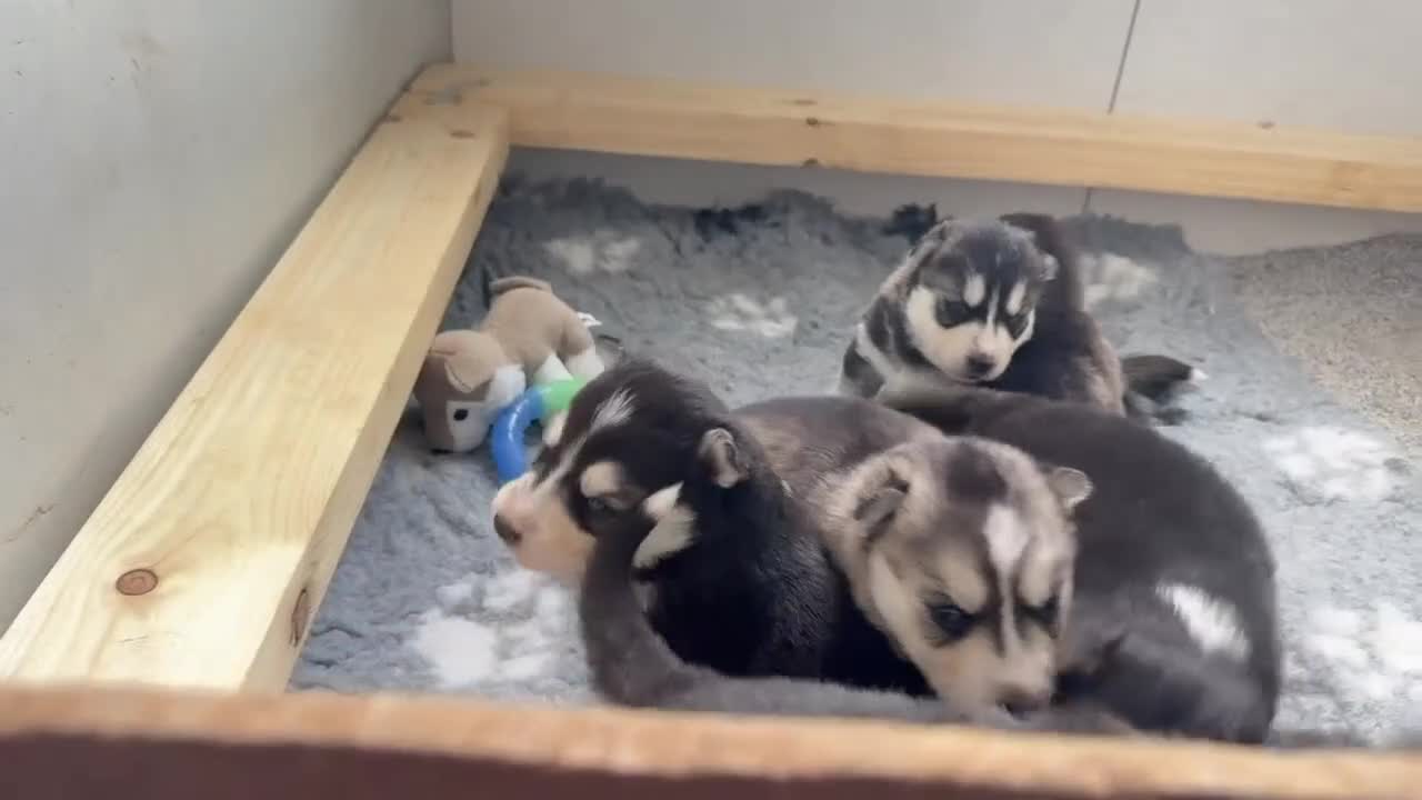 Pomsky dogs for sale: 7 beautiful pomskies - Video 3