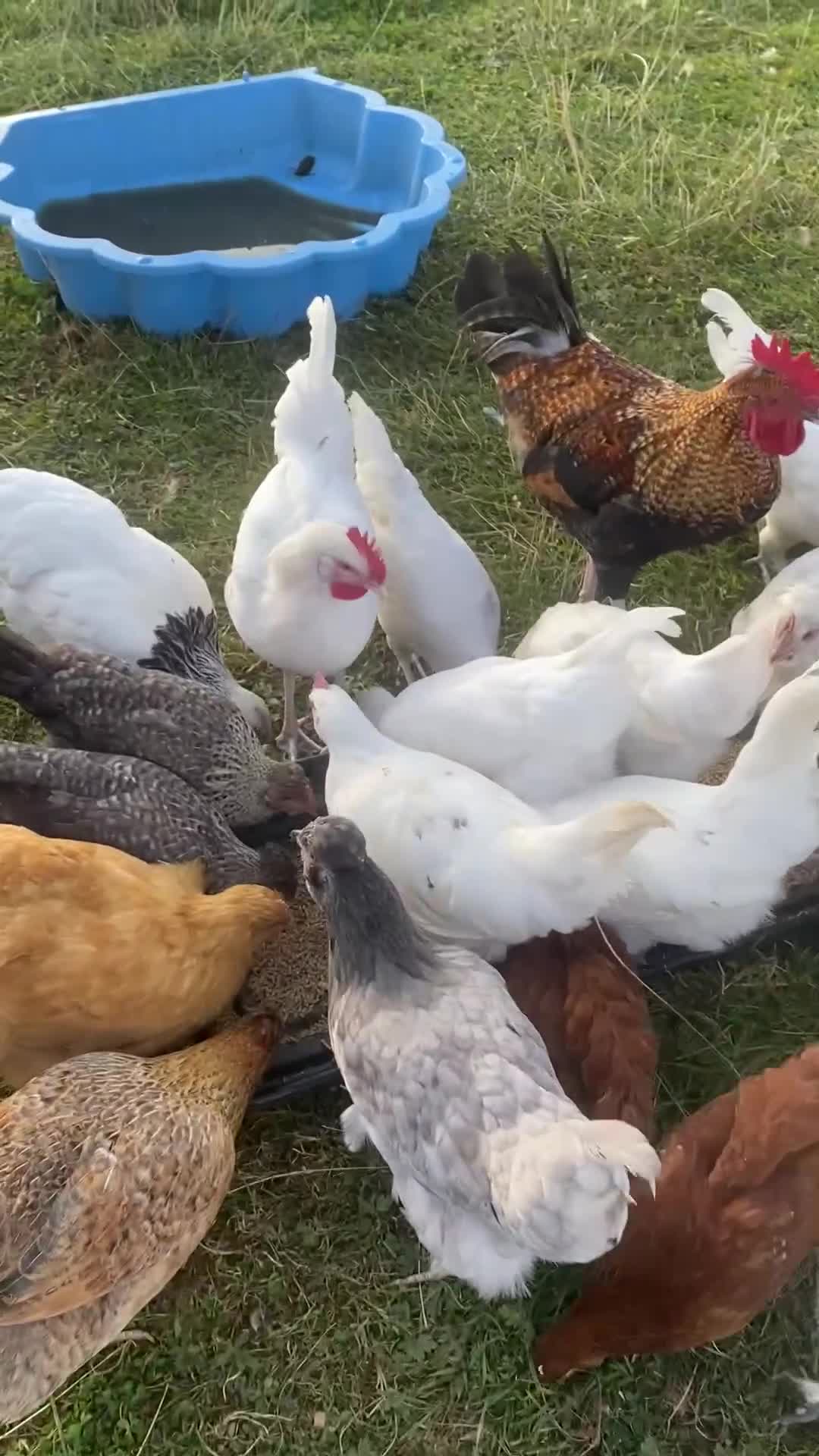 Chickens poultry for sale: Hens available  - Video 1