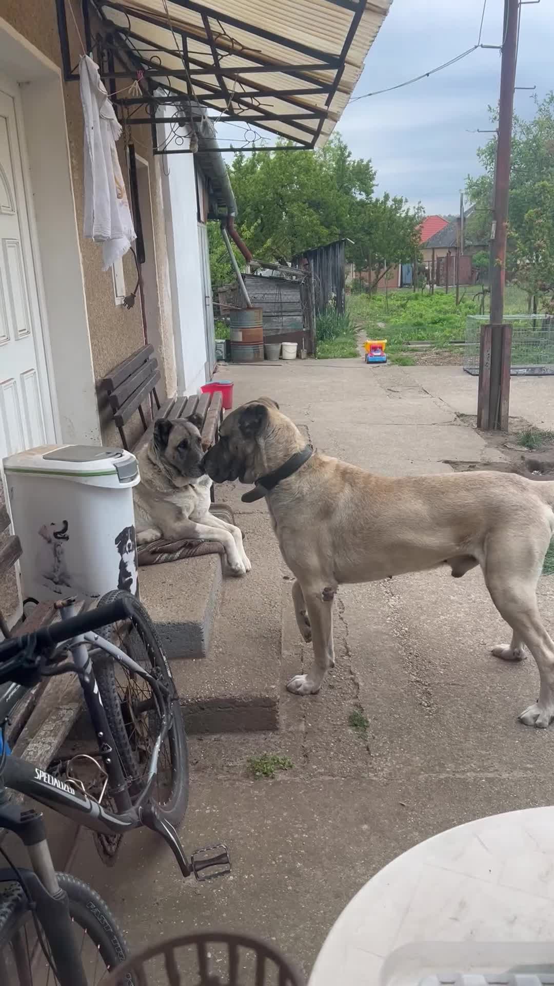 Anatolian Shepherd dogs for sale: Anatolian Shepherd(Malakli) - Video 4