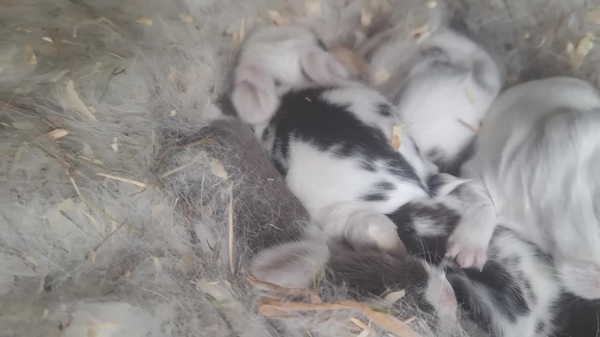 Mini Lop rabbits for sale: Pure bred mini lop.babie rabbits  - Video 1