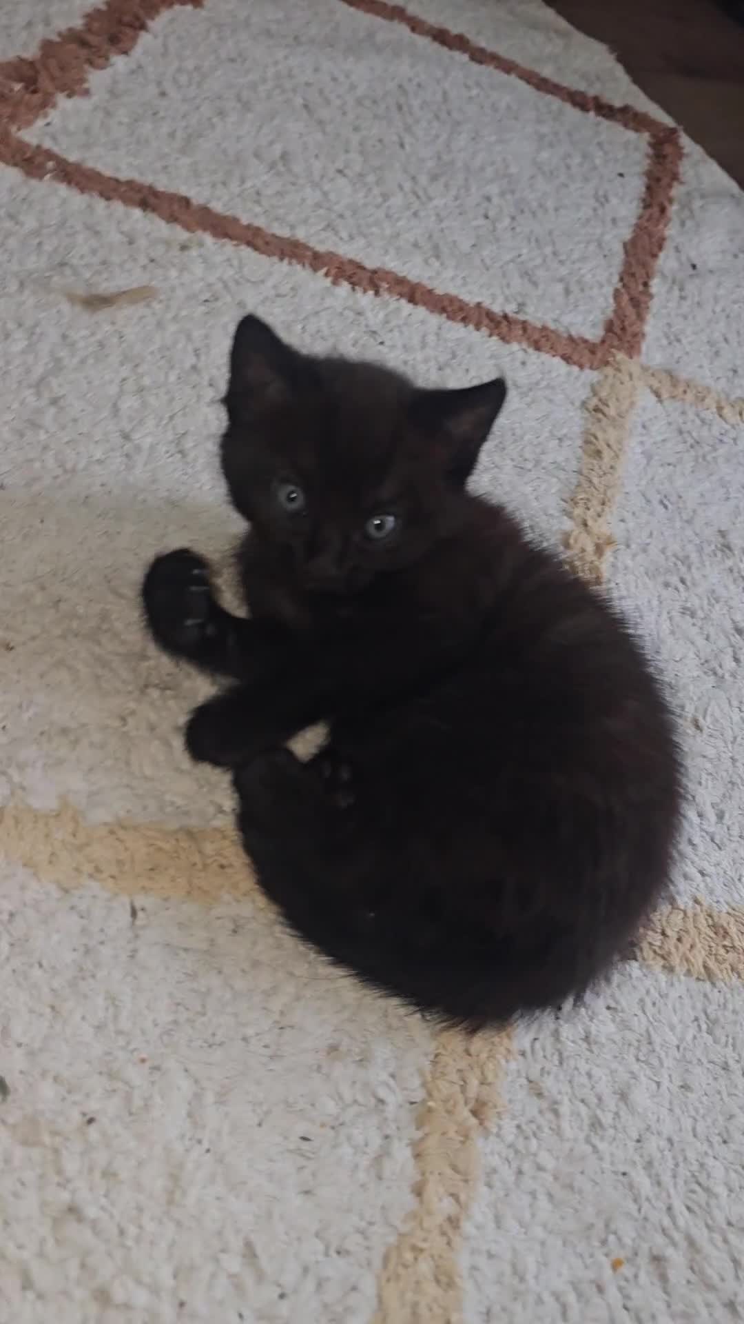 Mixed Breed cats for sale: Mixed breed kitten - Video 1