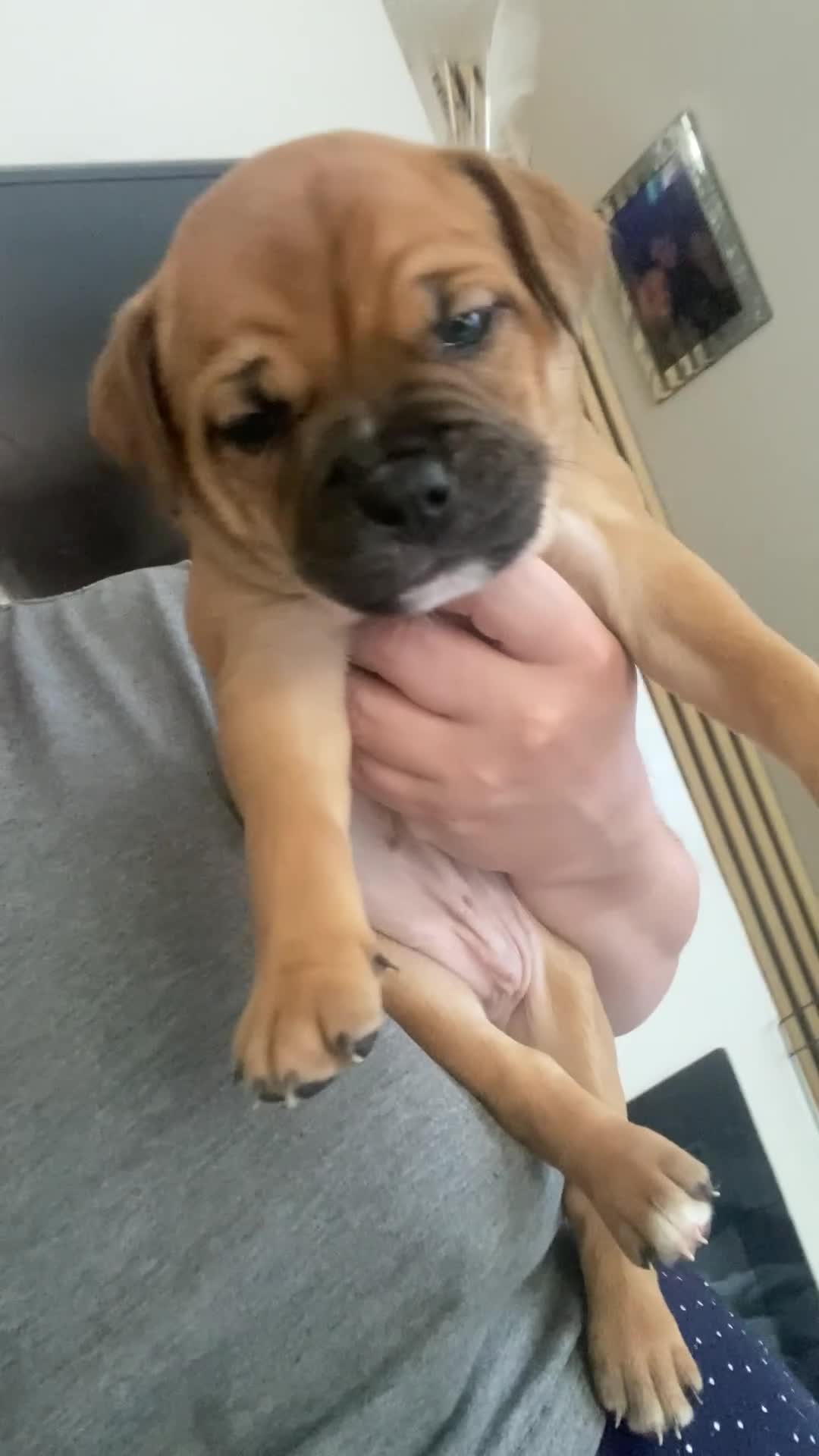 Mixed Breed dogs for sale: 6 beautiful puppies ready 14th August  - Video 1