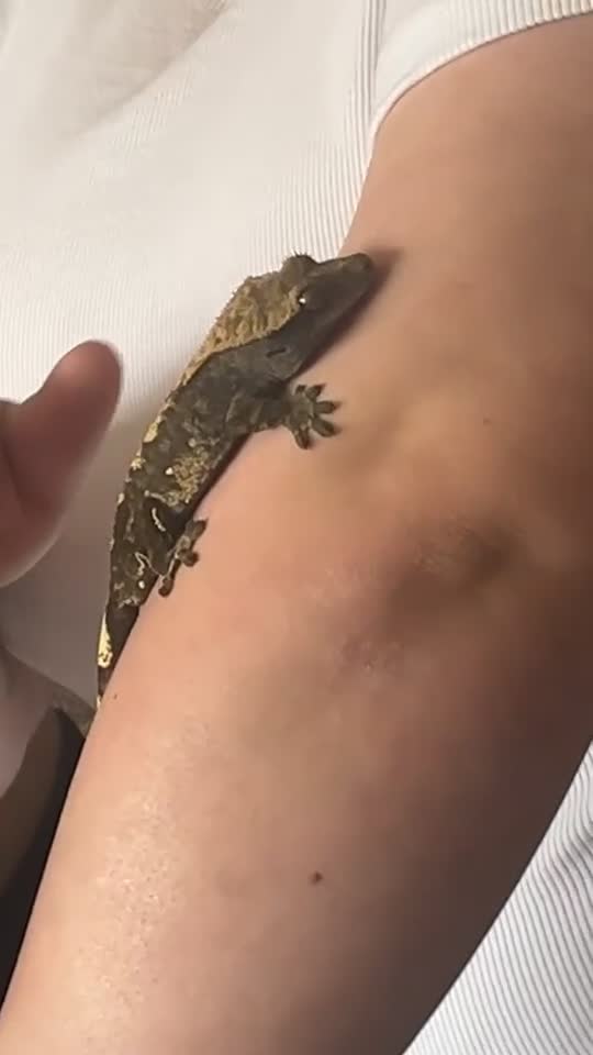 Gecko reptiles for sale: male crested gecko - Video 1