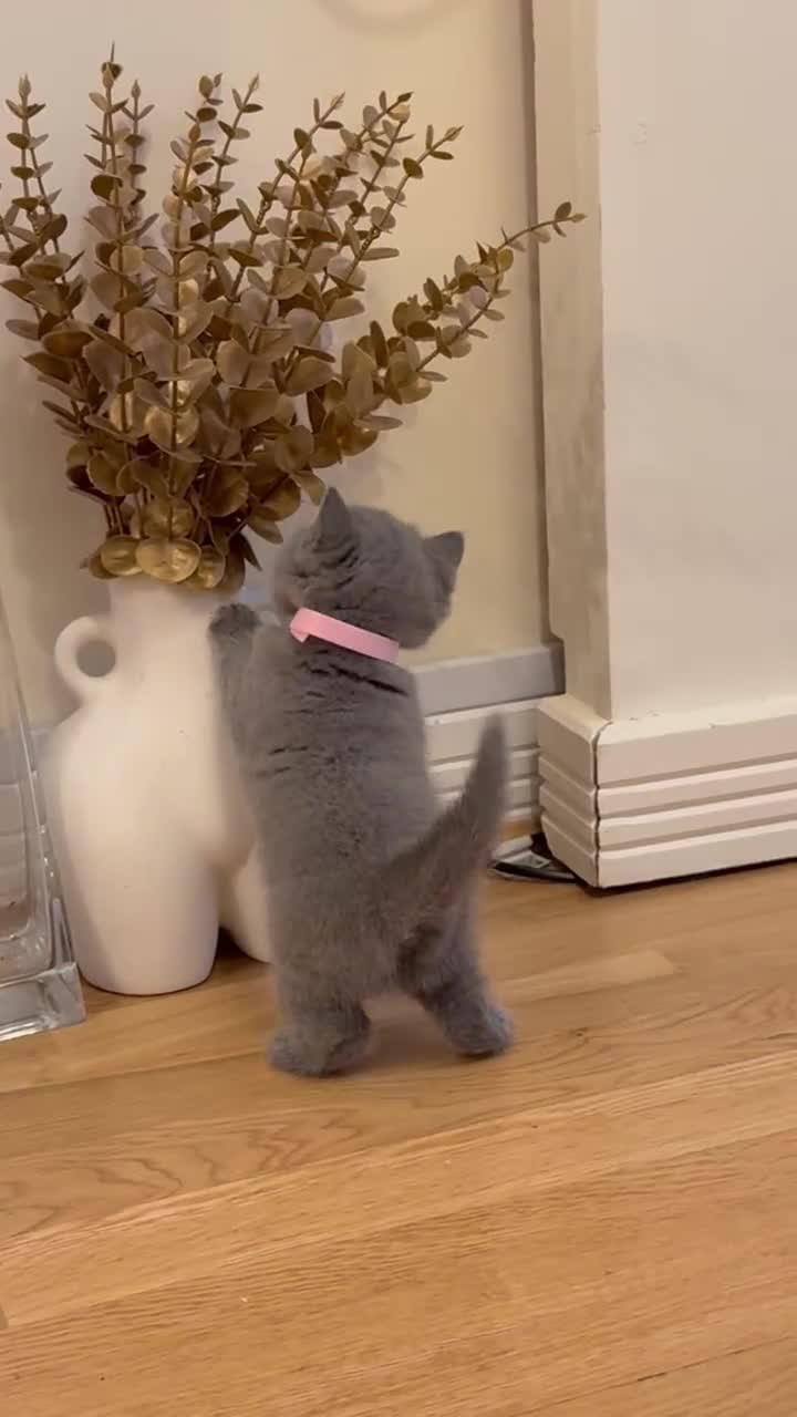 British Shorthair cats for sale: Only 2 girls left ready to go BBSH - Video 1