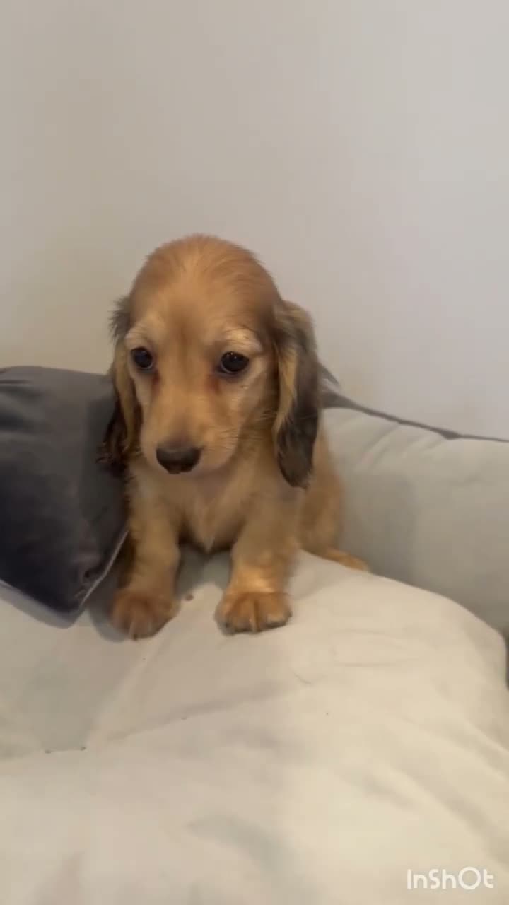 Miniature Dachshund dogs for sale: READY NOW Kc reg boys & girls - Video 1