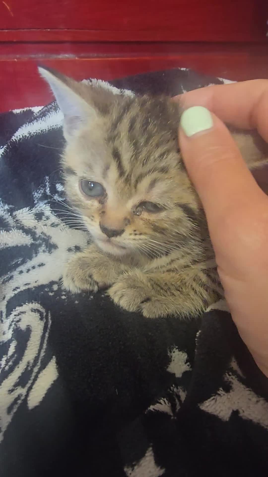 Mixed Breed cats for sale: Beautiful kittens  - Video 2