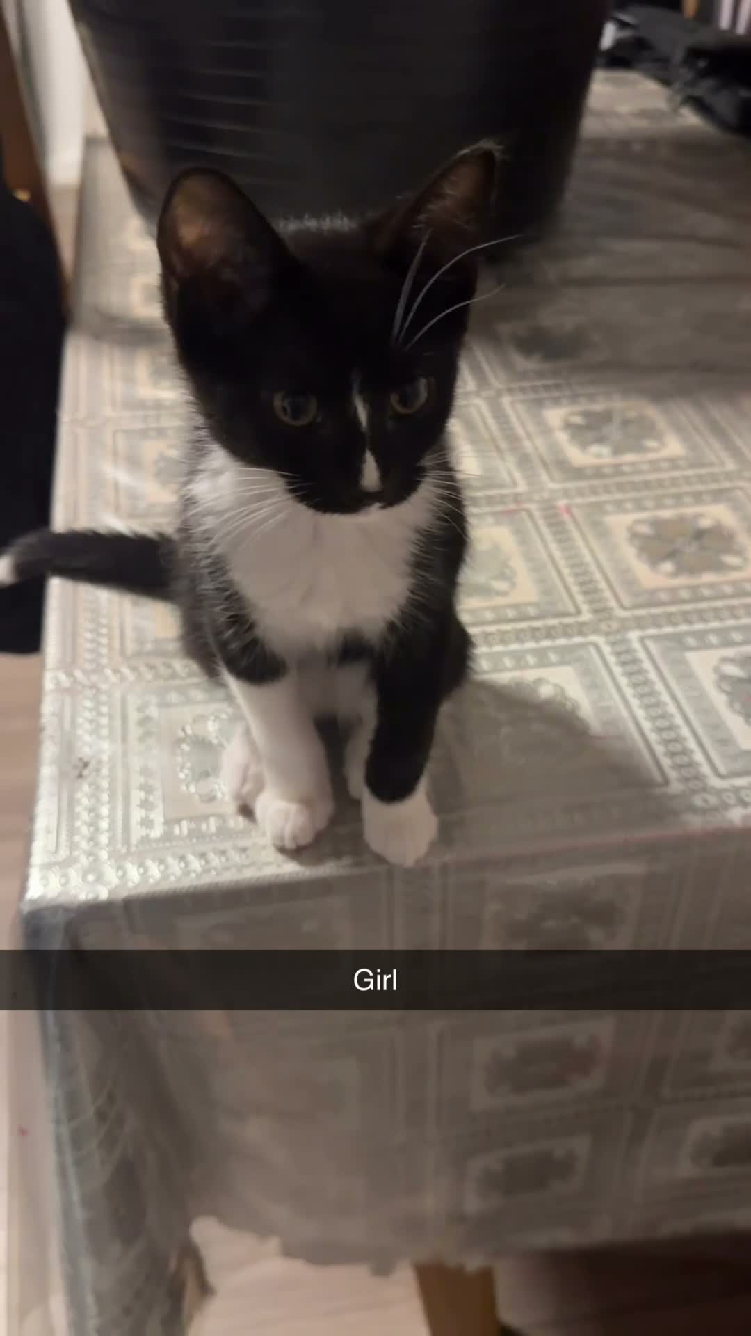 Mixed Breed cats for sale: Mixed breed chocolate brown and white kittens  in Birmingham - Video 5