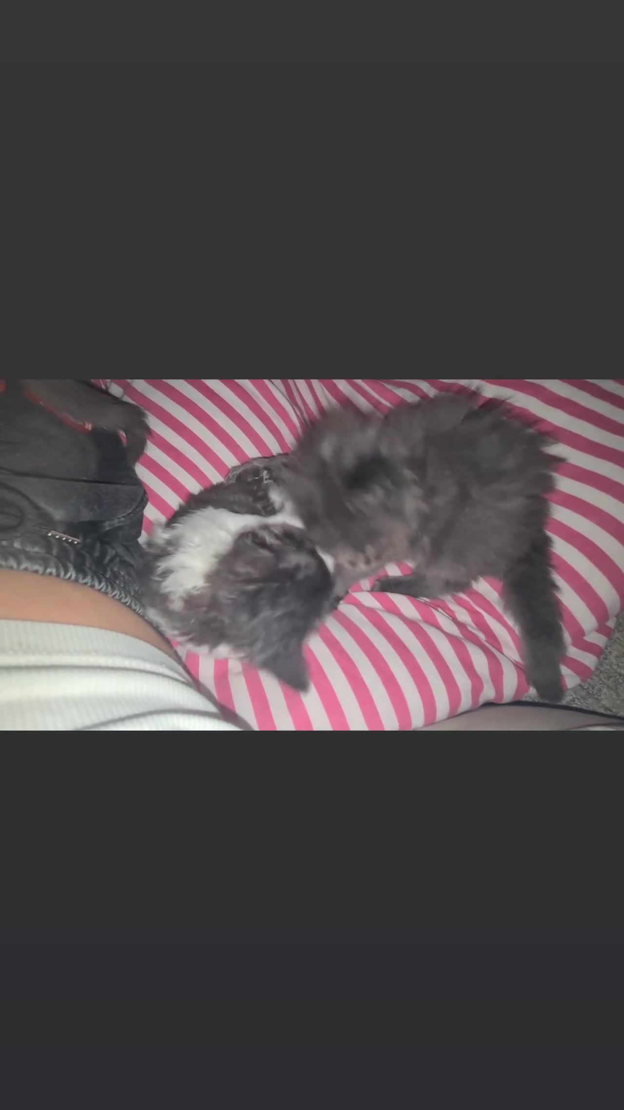Mixed Breed cats for sale: Fabulous trio  - Video 5