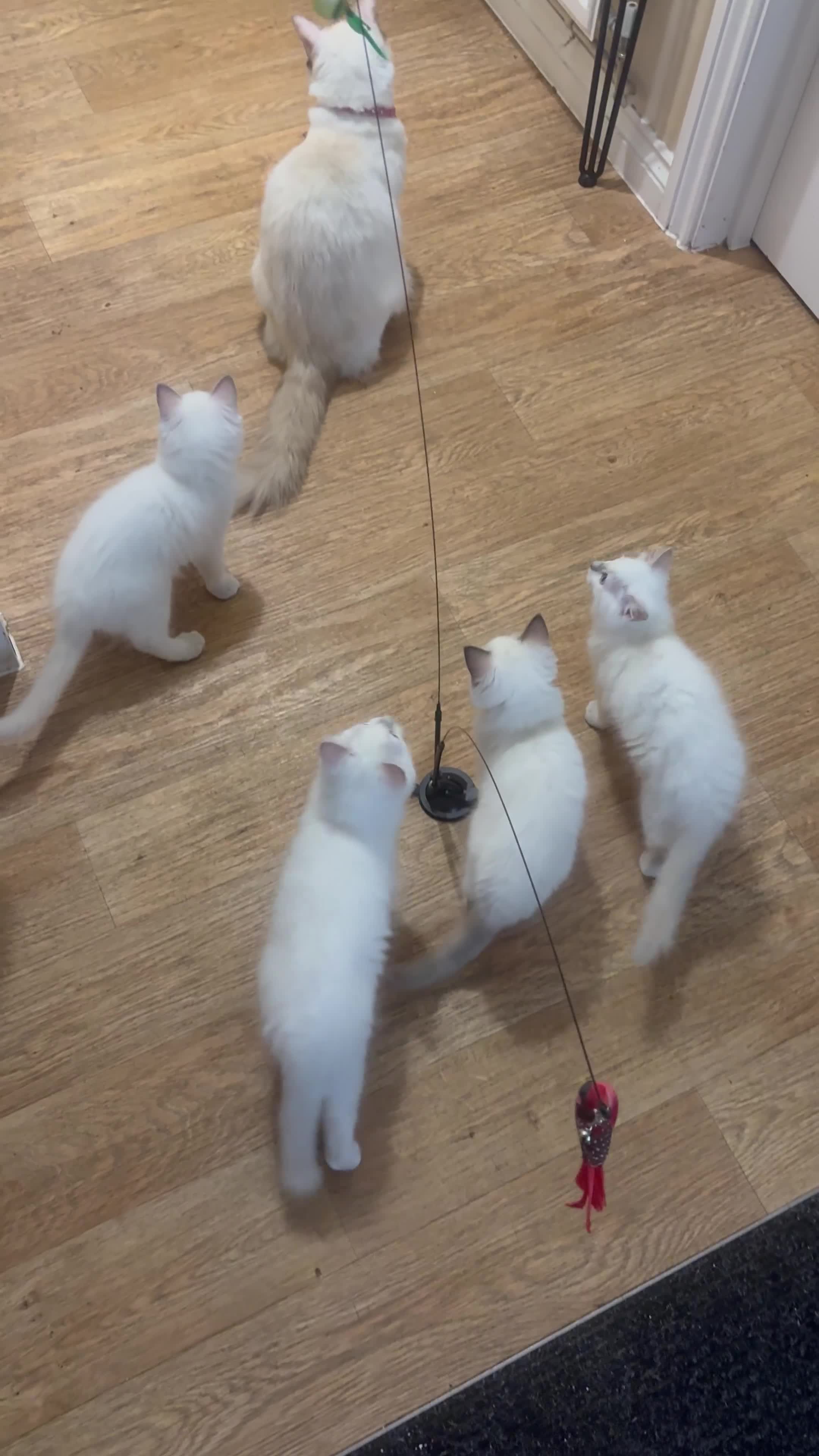 Ragdoll cats for sale:  🎀DNA Clear🧡TICA Reg🧡Ragdoll Kitten🎀 - Video 2