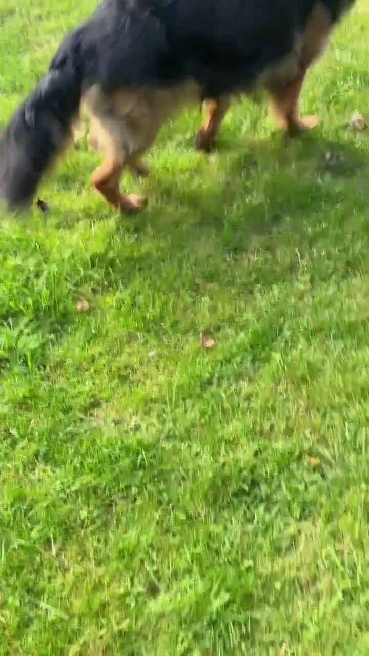 German Shepherd dogs for stud: Handsome boy , for STUD  - Video 1