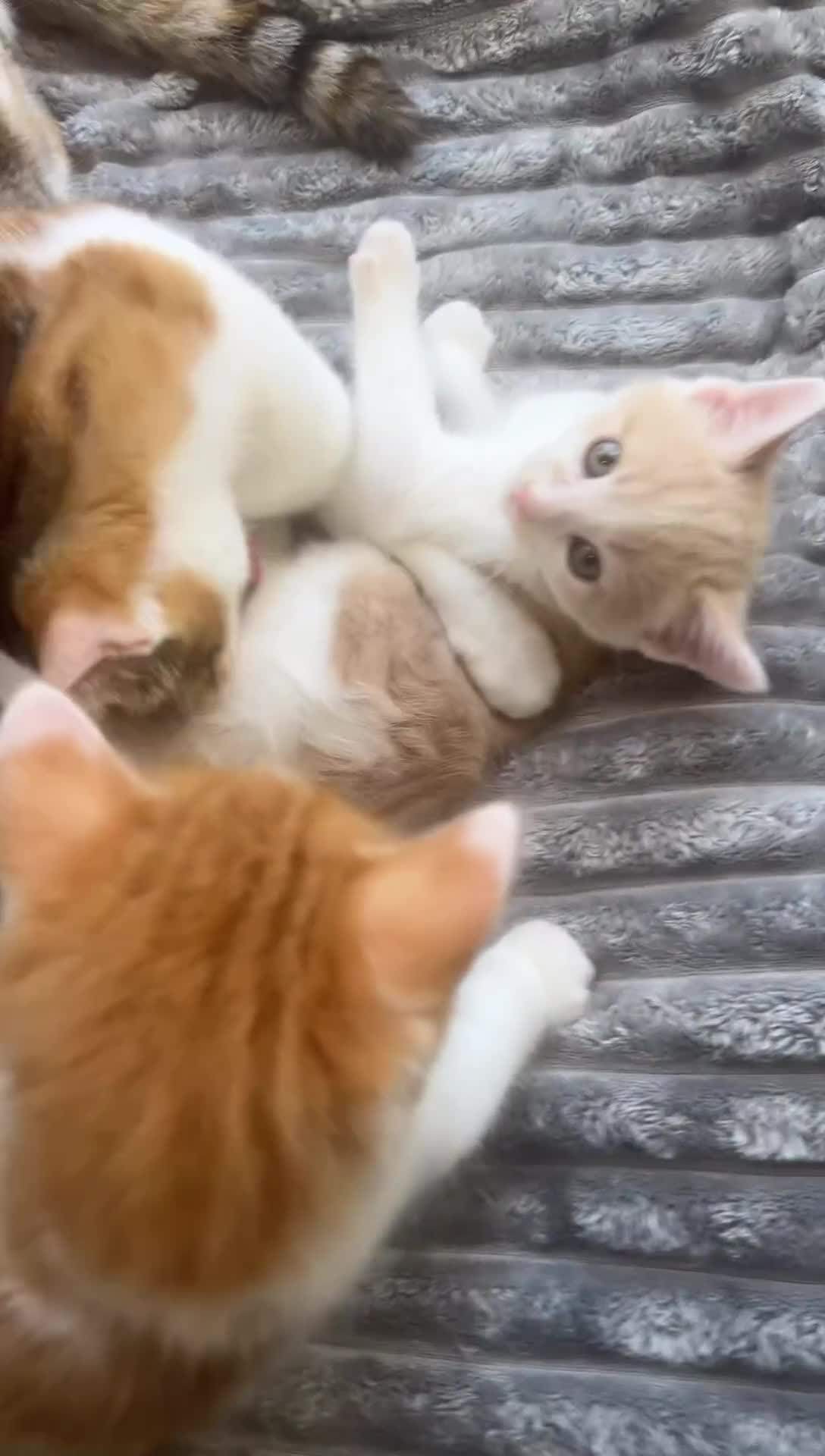 Bengal cats for sale: Kittens for sale - 2 girls, 3 boys ready this week - Video 1