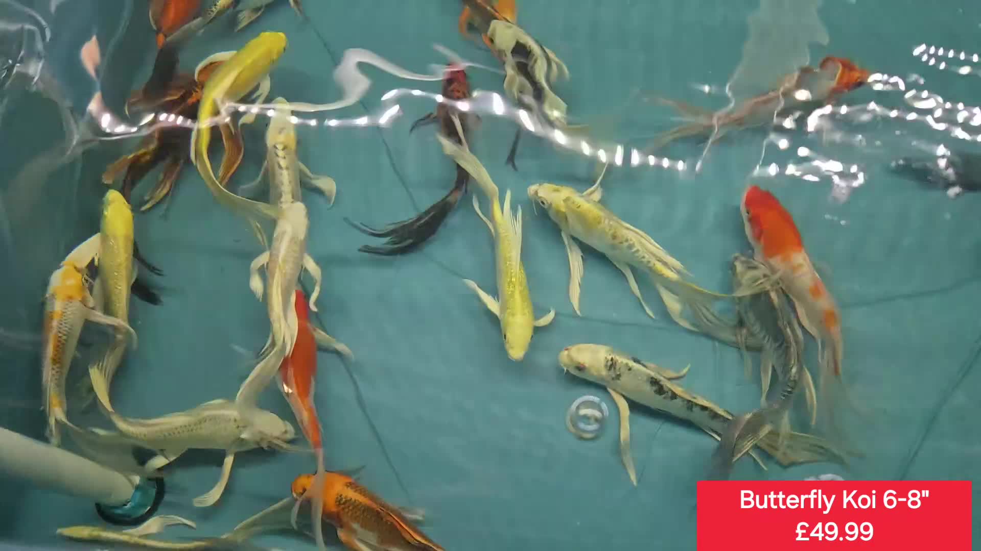 Koi Carp fish for sale: Koi + other All different Price @Tameside Aquatics - Video 1