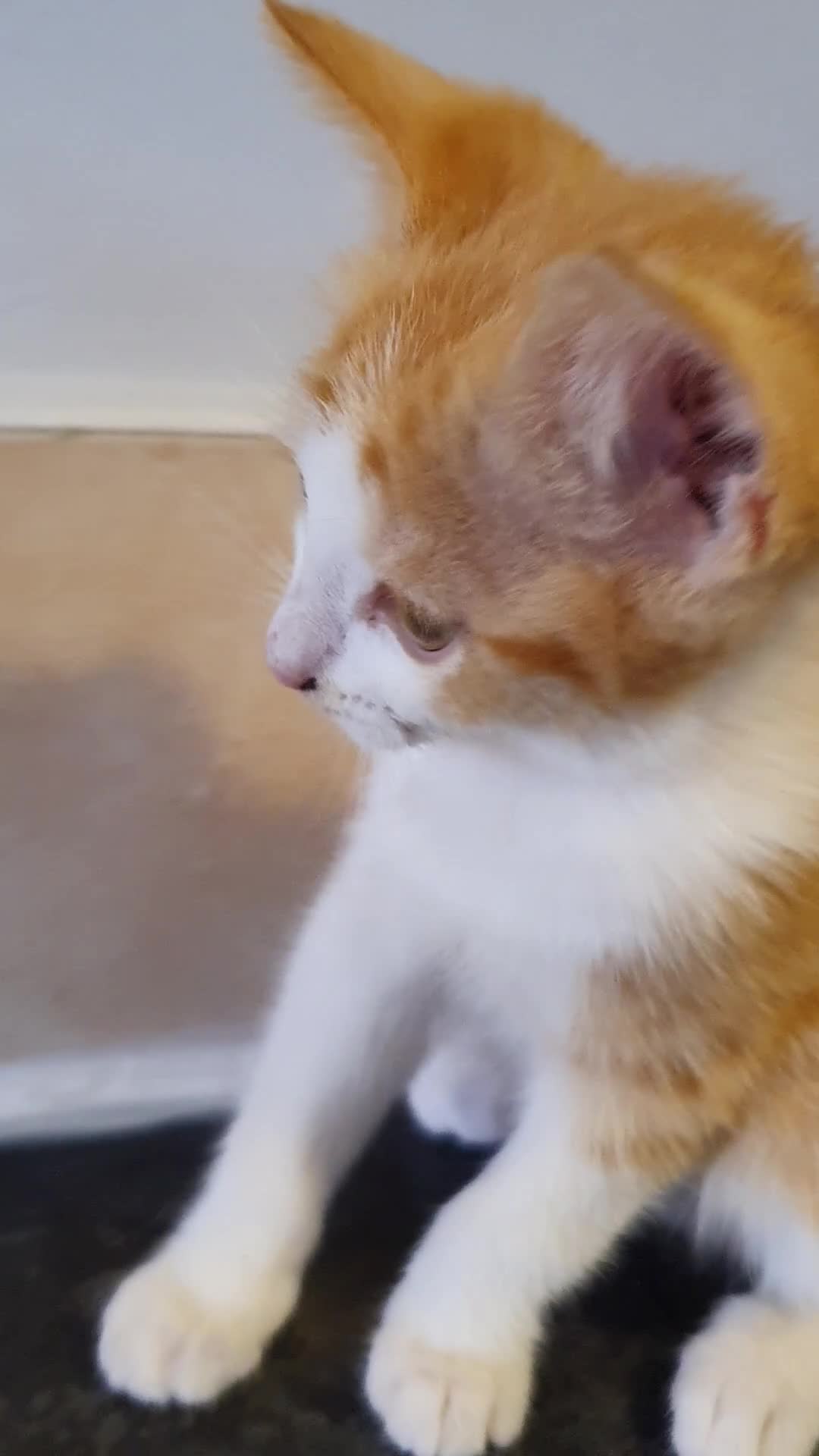 Mixed Breed cats for sale: Beautiful Playful Kittens Looking for Loving Homes in Burton-on-Trent - Video 2