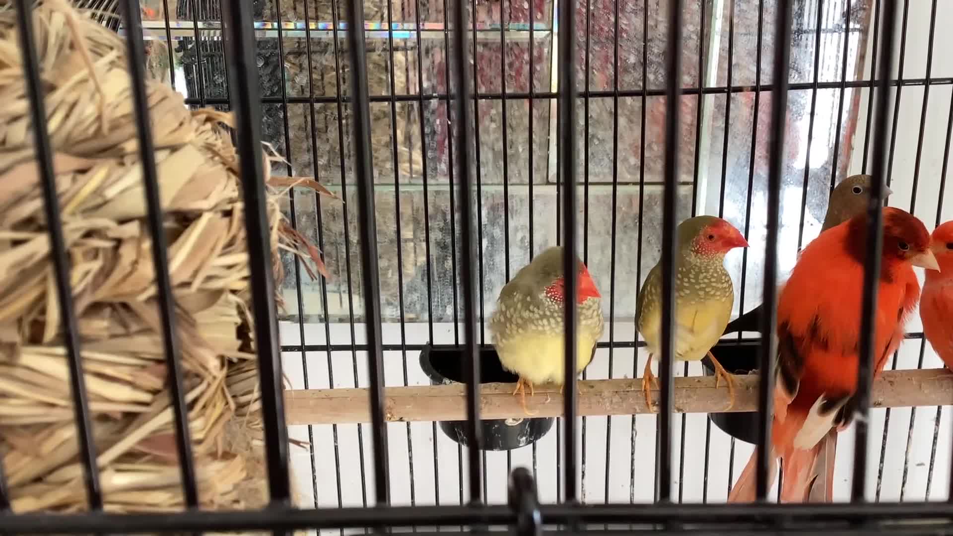 Finches birds for sale: Star Finches For Sale Located Rowlands Gill in Rowlands Gill - Video 1