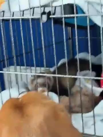 Ferret rodents for sale: Rehoming two very sweet female ferrets  - Video 3