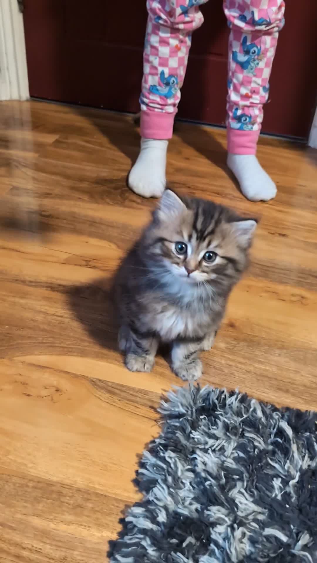 Mixed Breed cats for sale: Ragdoll/ Scottish straight kittens in Cheltenham - Video 1