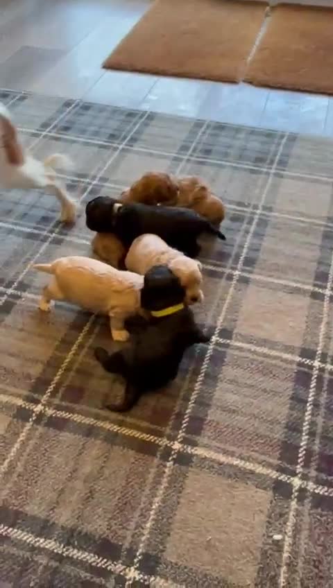 Cavapoo dogs for sale: 5 Star Council Licensed Breeder of 50 years - Video 1