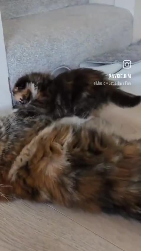 Scottish Fold cats for sale: 💖 Gorgeous Calico Scottish Fold Kitten 💖 - Video 1