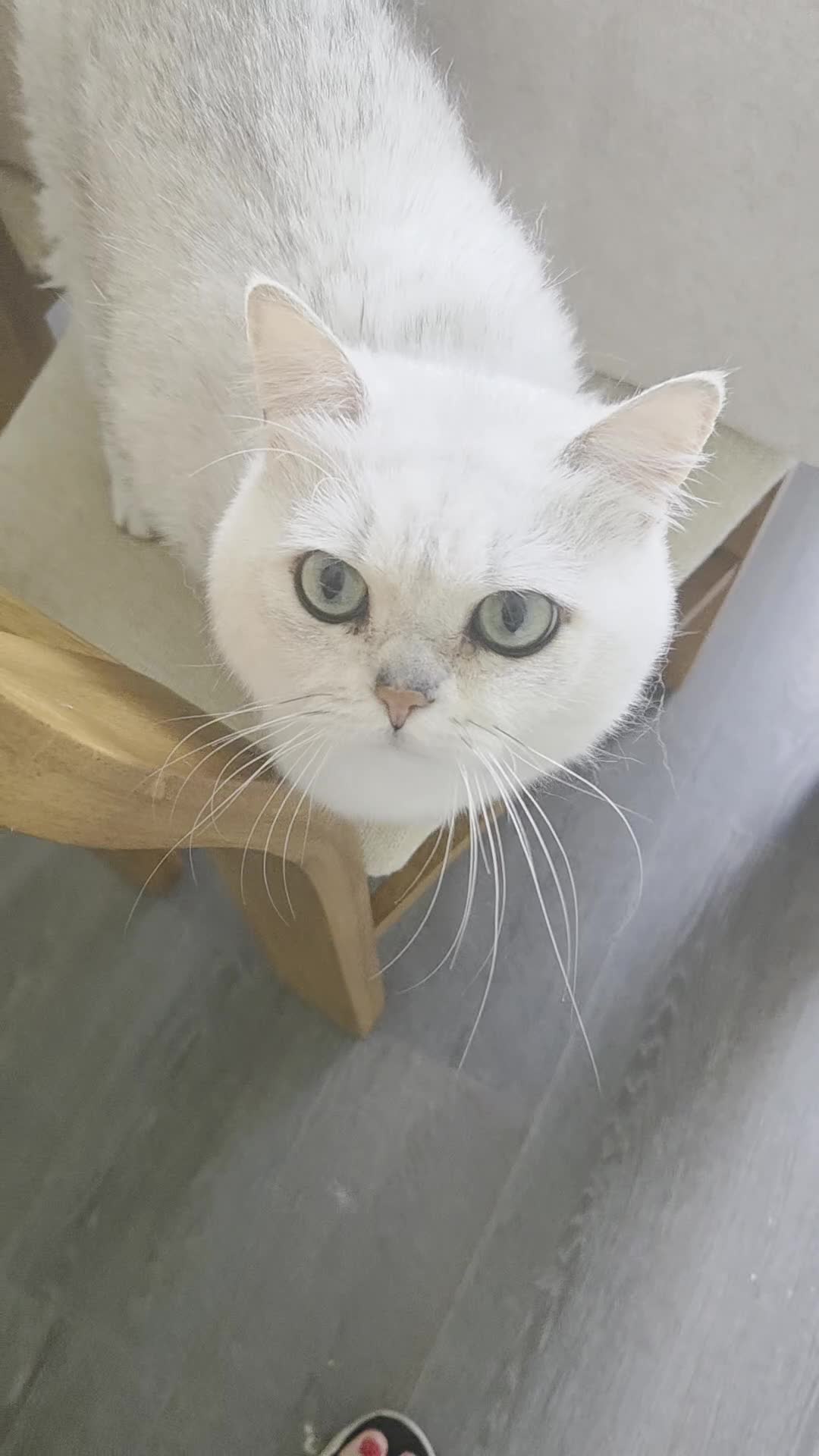 British Shorthair cats for stud:  For Stud, BSH White NS11 GCCF & TICA registred. in Telford - Video 2