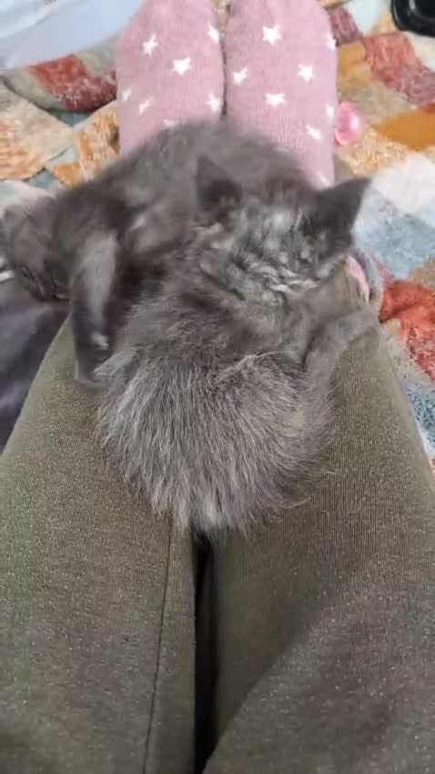 Ragcoon cats for sale: 2 x female Ragcoons - ready to leave - Video 1