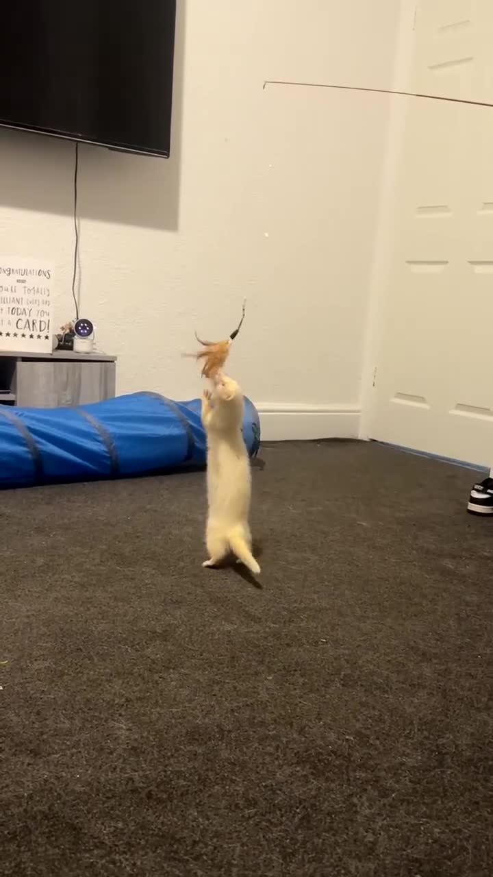 Ferret rodents for sale: Ferret - Video 3