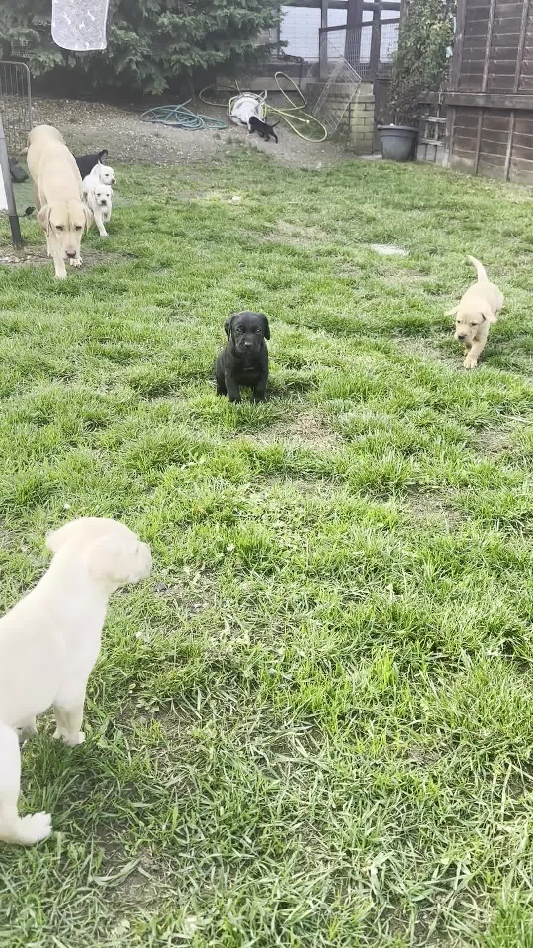 Labrador Retriever dogs for sale: Working Labrador pups with health tested parents - Video 5