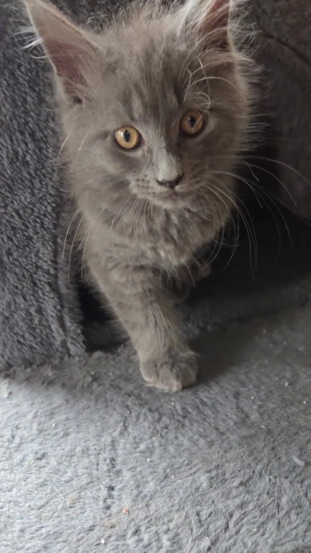 Maine Coon cats for sale: GCCF Blue Maine Coon litter ready to go - Video 2