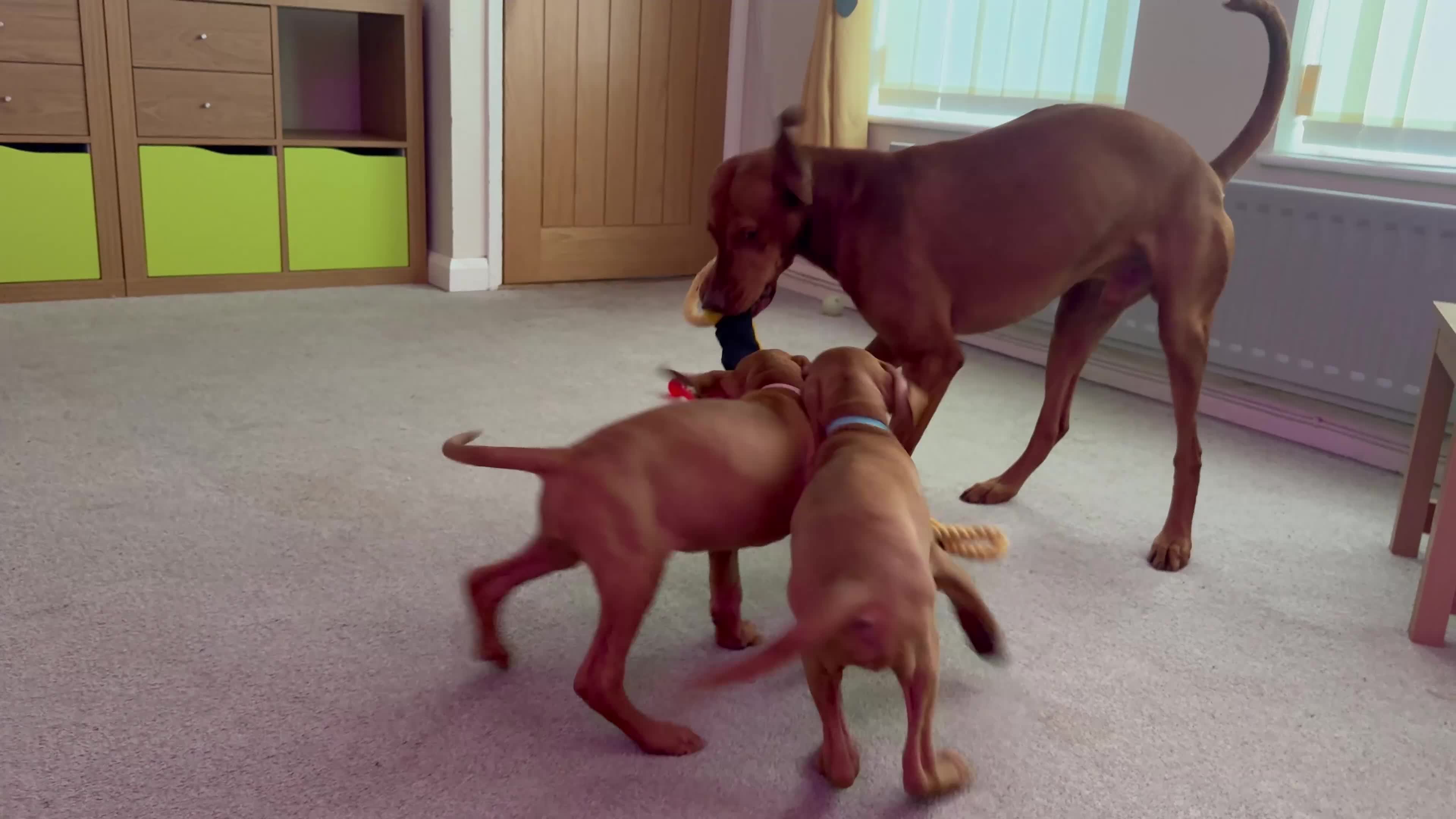 Hungarian Vizsla dogs for sale: Hungarian Vizslas - Video 1