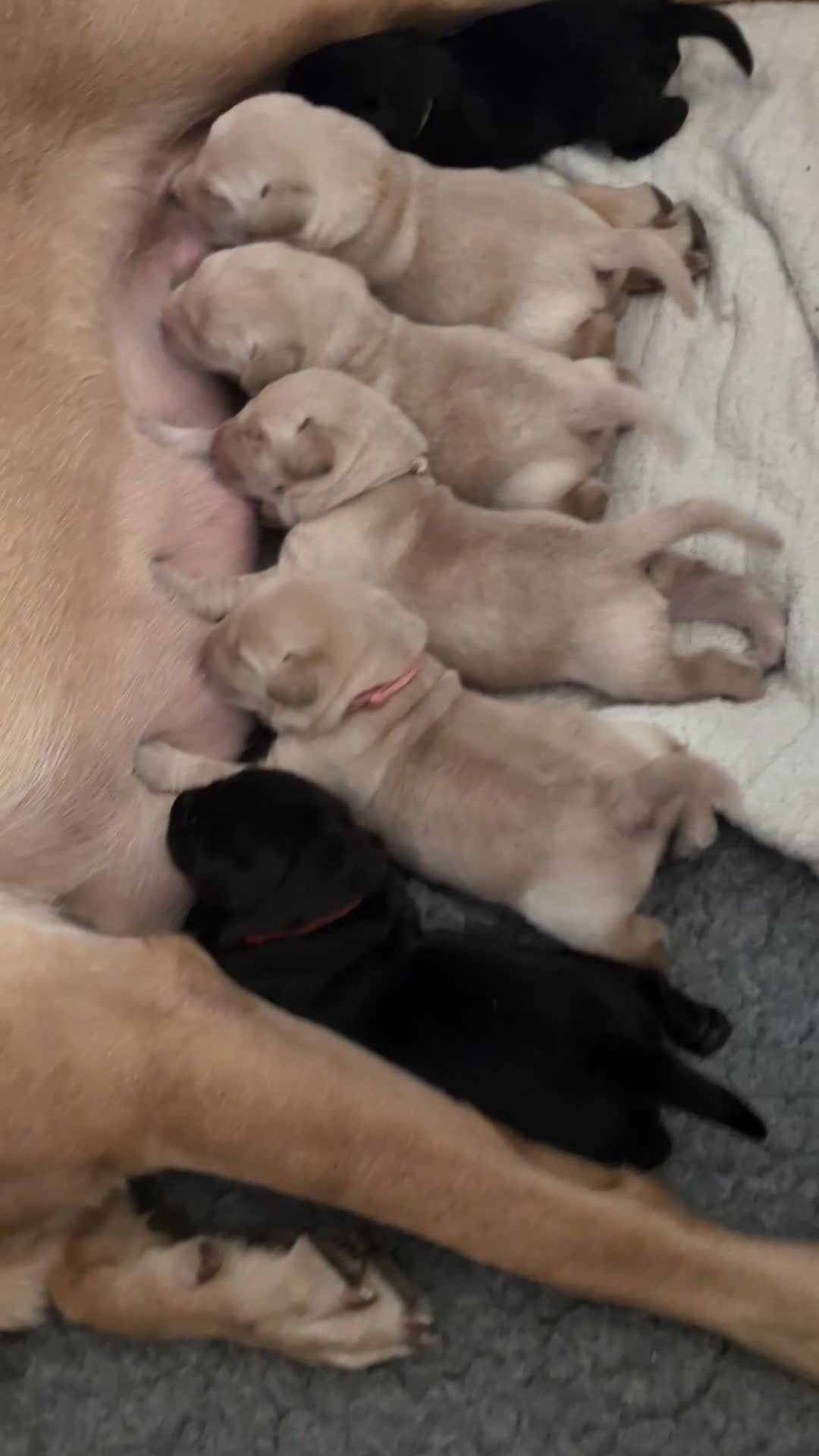 Labrador Retriever dogs for sale: Stunning Labrador pups - Video 1