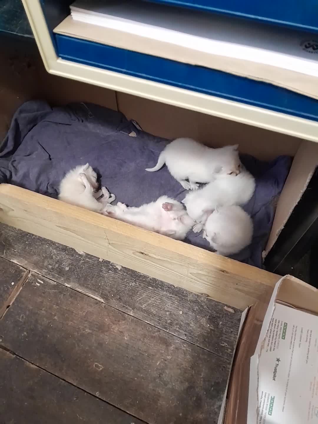 British Shorthair cats for sale: British Shorthair Kittens - Lilac Point - Video 2
