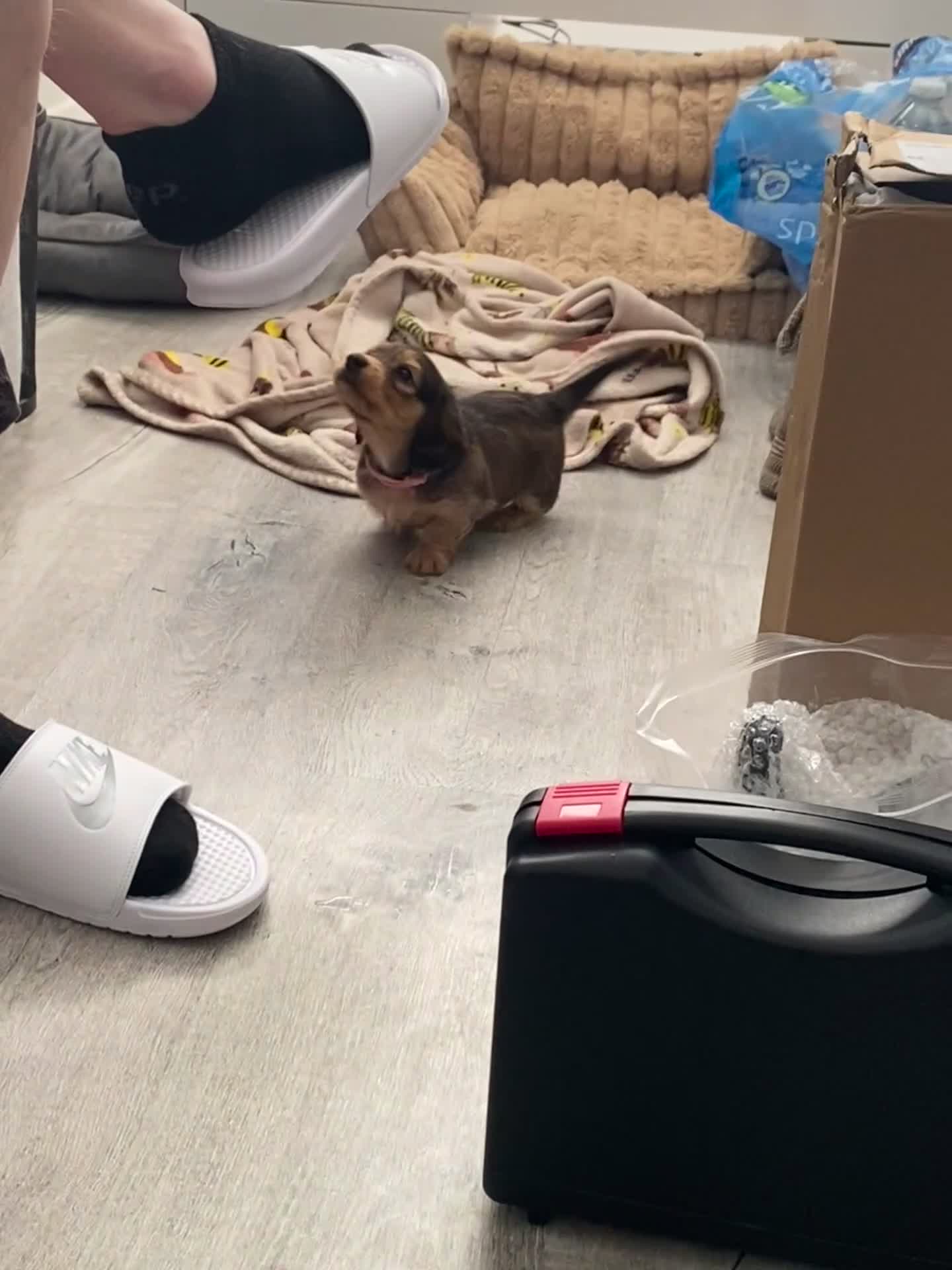 Miniature Dachshund dogs for sale: 6 miniature longhaired dachshund -  - Video 3
