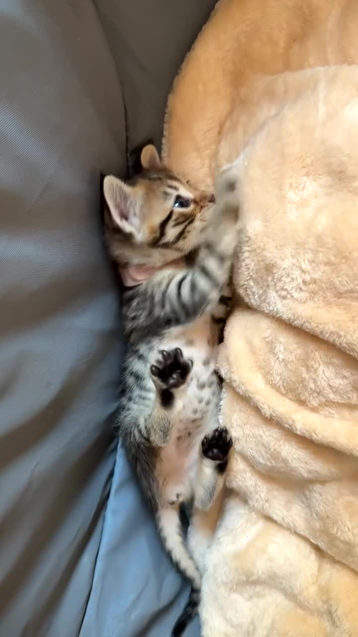 Bengal cats for sale: 🐾 Beautiful Bengal x Maine Coon Kittens 🐾 - Video 4