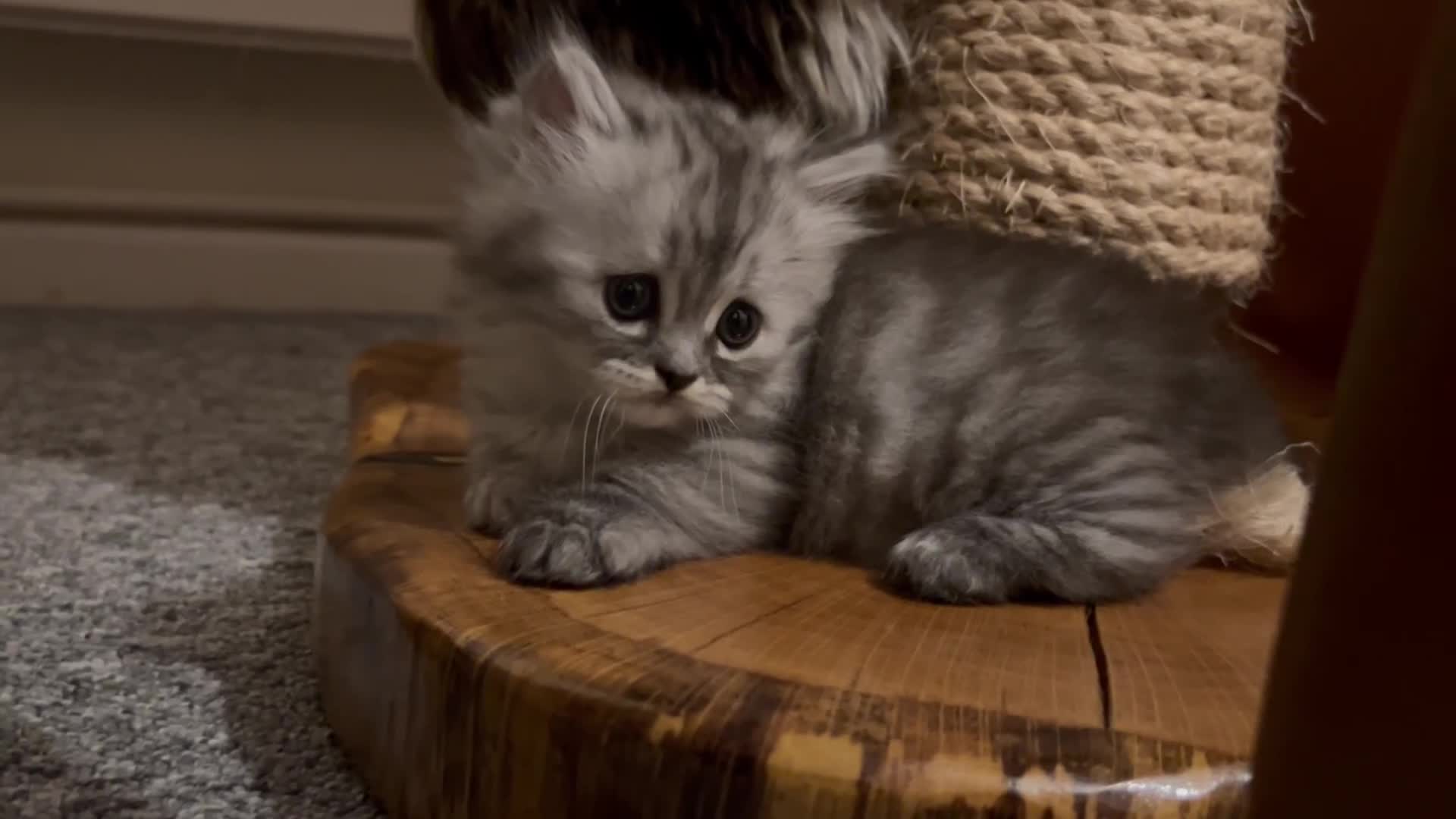 Munchkin cats for sale: A very SPECIAL litter of Munchkins Kittens  - Video 1