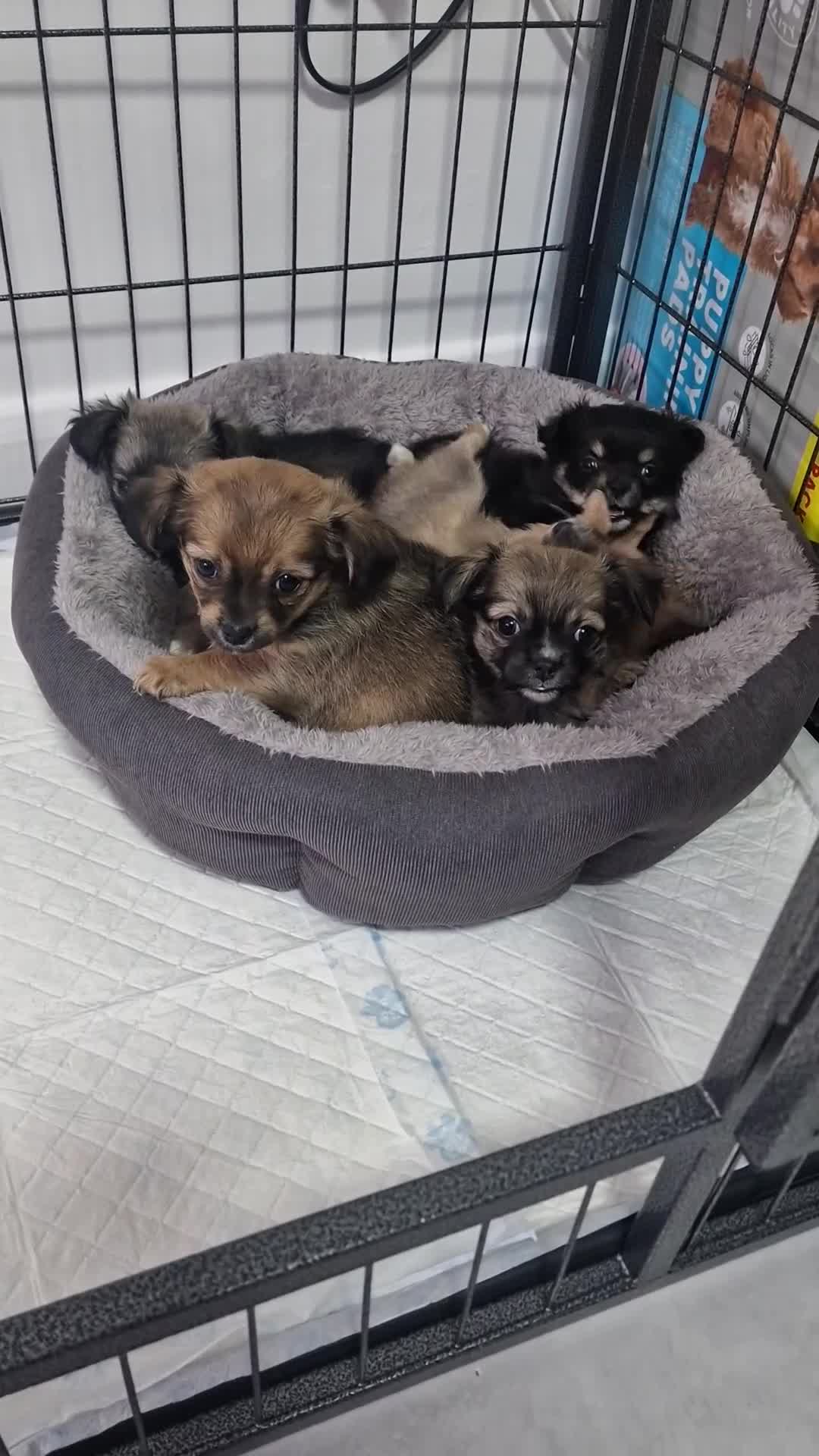 Chihuahua dogs for sale: Beautiful Fun Loving Little Chihuahuas ❤️  in Telford - Video 2