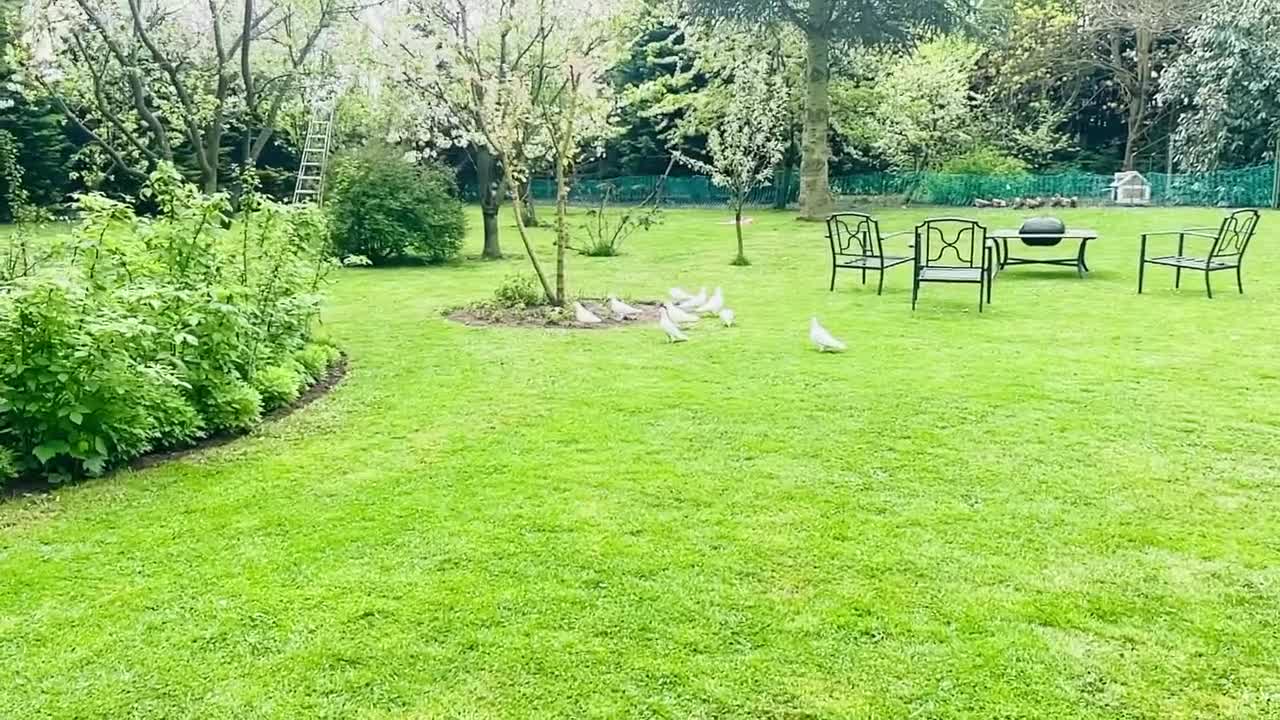 Pigeons birds for sale: White racing Pigeons” Delbar” 2025 - Video 4