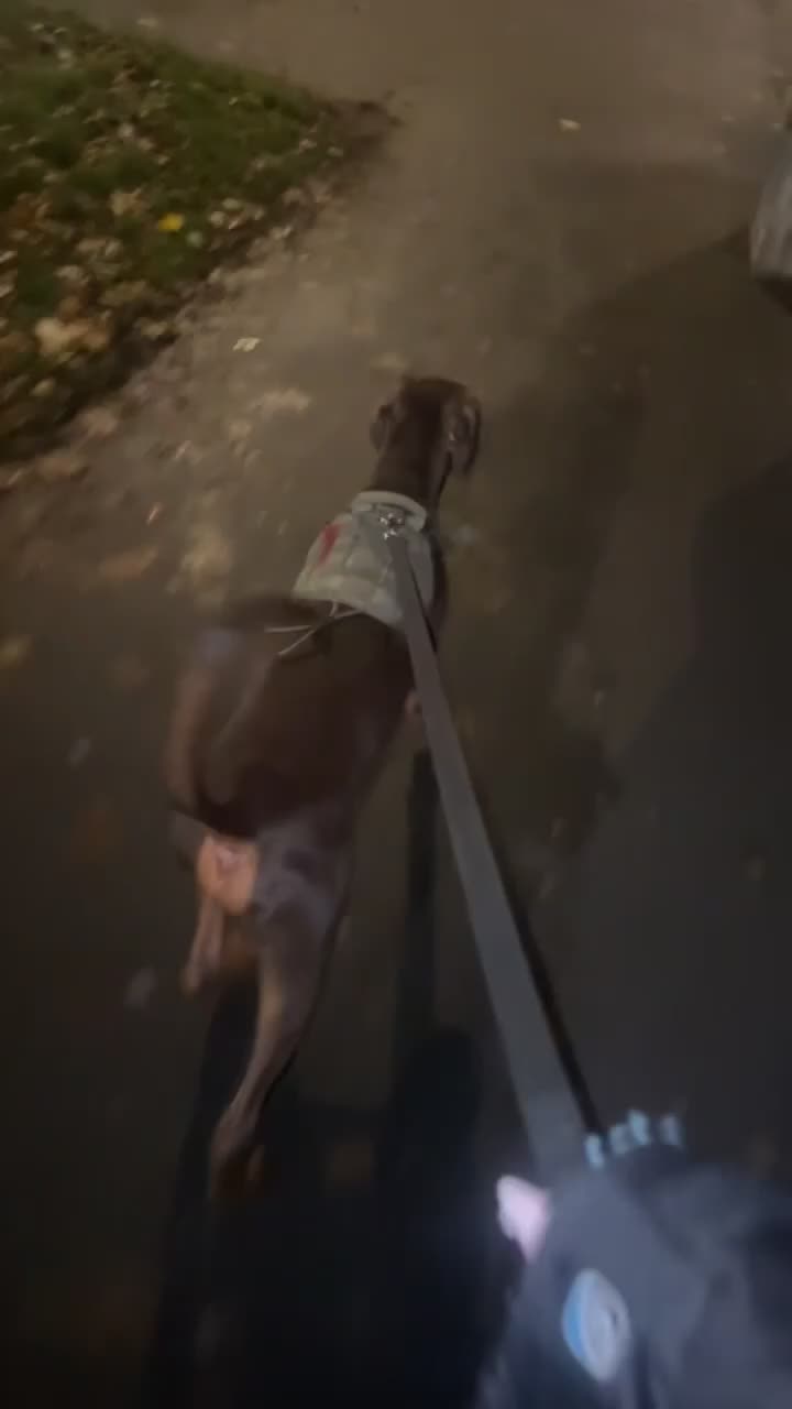 Dobermann dogs for sale: 6 month old chocolate Doberman 🤎 - Video 1