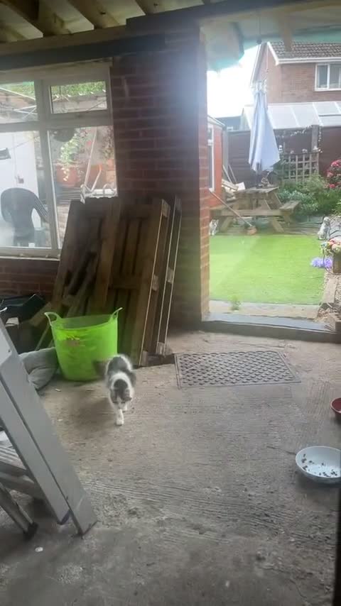 Mixed Breed cats for sale: FOR SALE!! cats and kittens x - Video 2