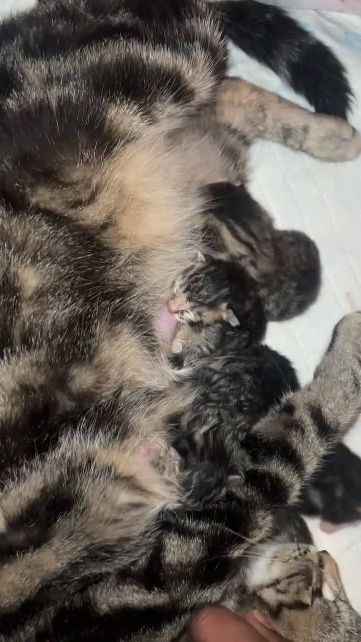 American Shorthair cats for sale: 🐾 Adorable American Shorthair Kittens! 🐾 - Video 4