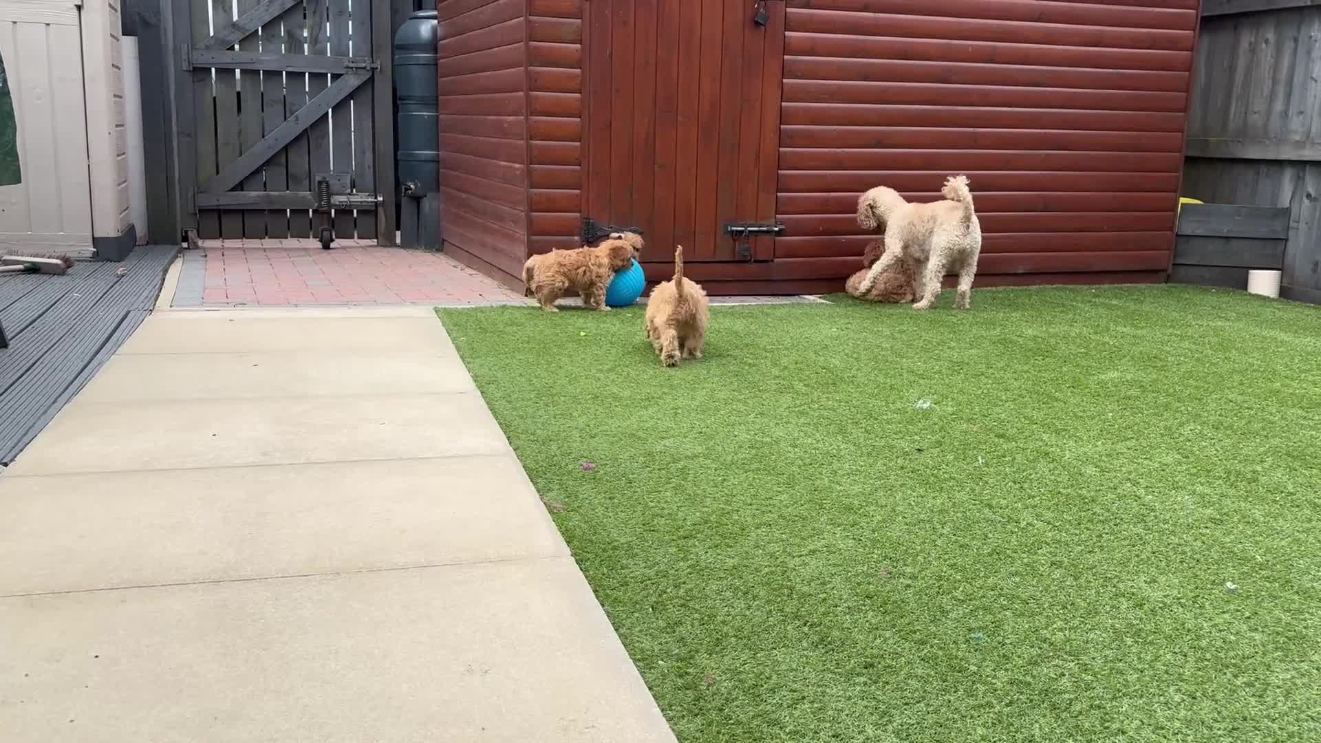 Cavapoo dogs for sale: Pedigree Cavapoo puppies health tested READY NOW - Video 1