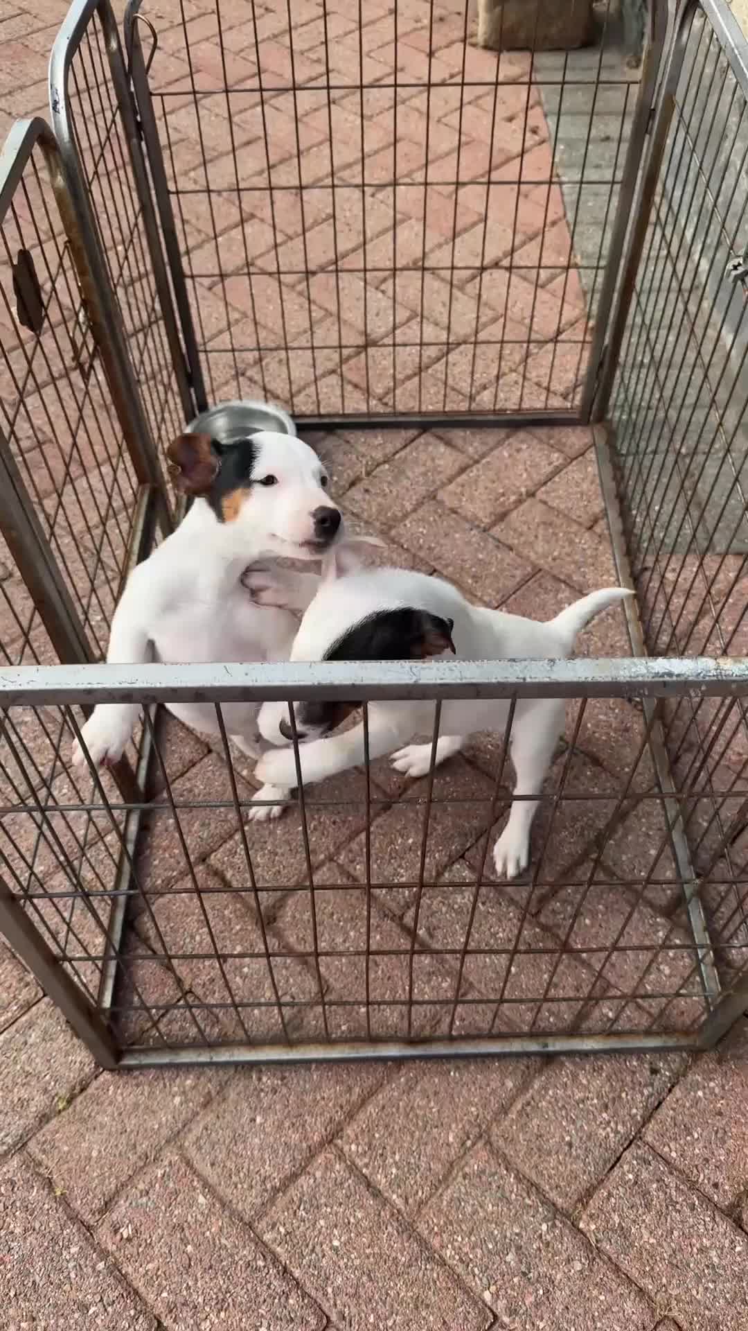Jack Russell dogs for sale: Gorgeous Jack Russell pup - Video 1