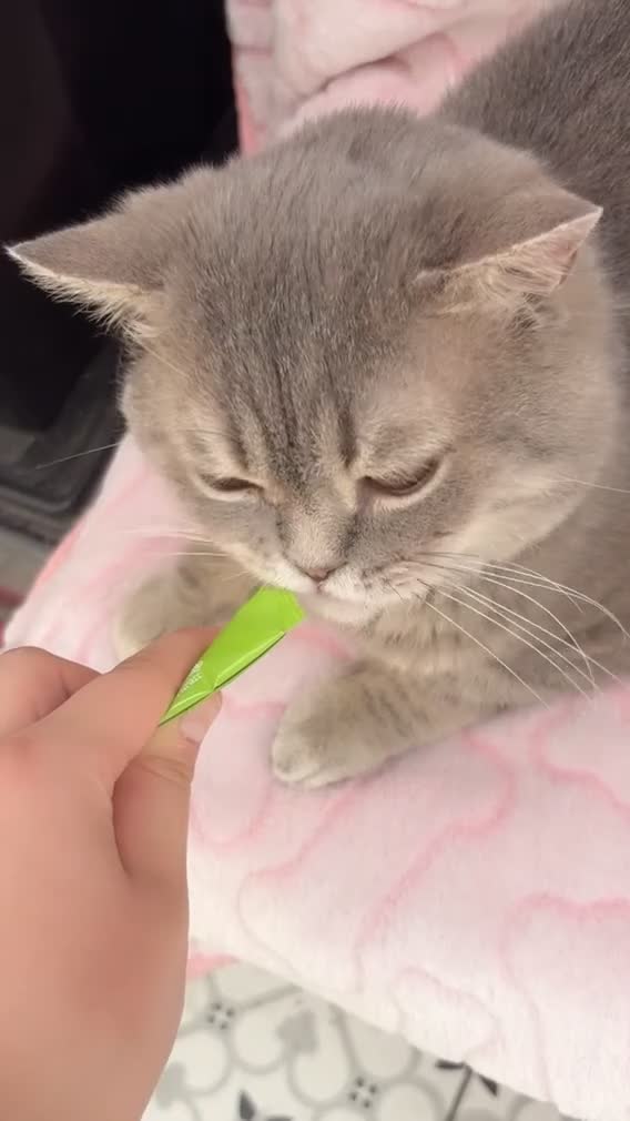 British Shorthair cats for sale: Friendly Male British Shorthair Kitten + Stuff in Birmingham - Video 1