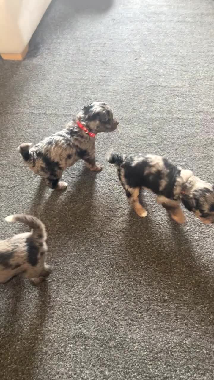 Mixed Breed dogs for sale: Cavapoochon X cockapoo - Video 3