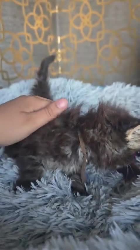Maine Coon cats for sale: Beautiful mainecoon/polydactol babies  in Liversedge - Video 2