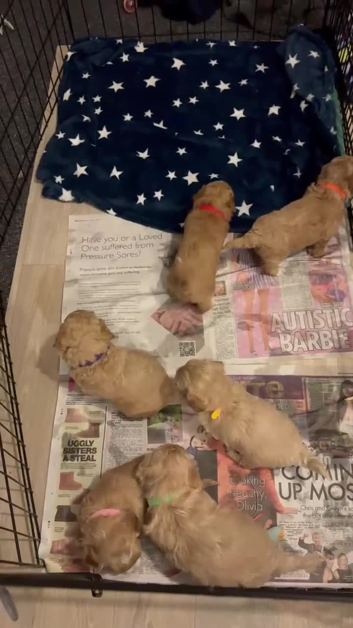 Lhasapoo dogs for sale: Lhasapoo puppies - Video 1