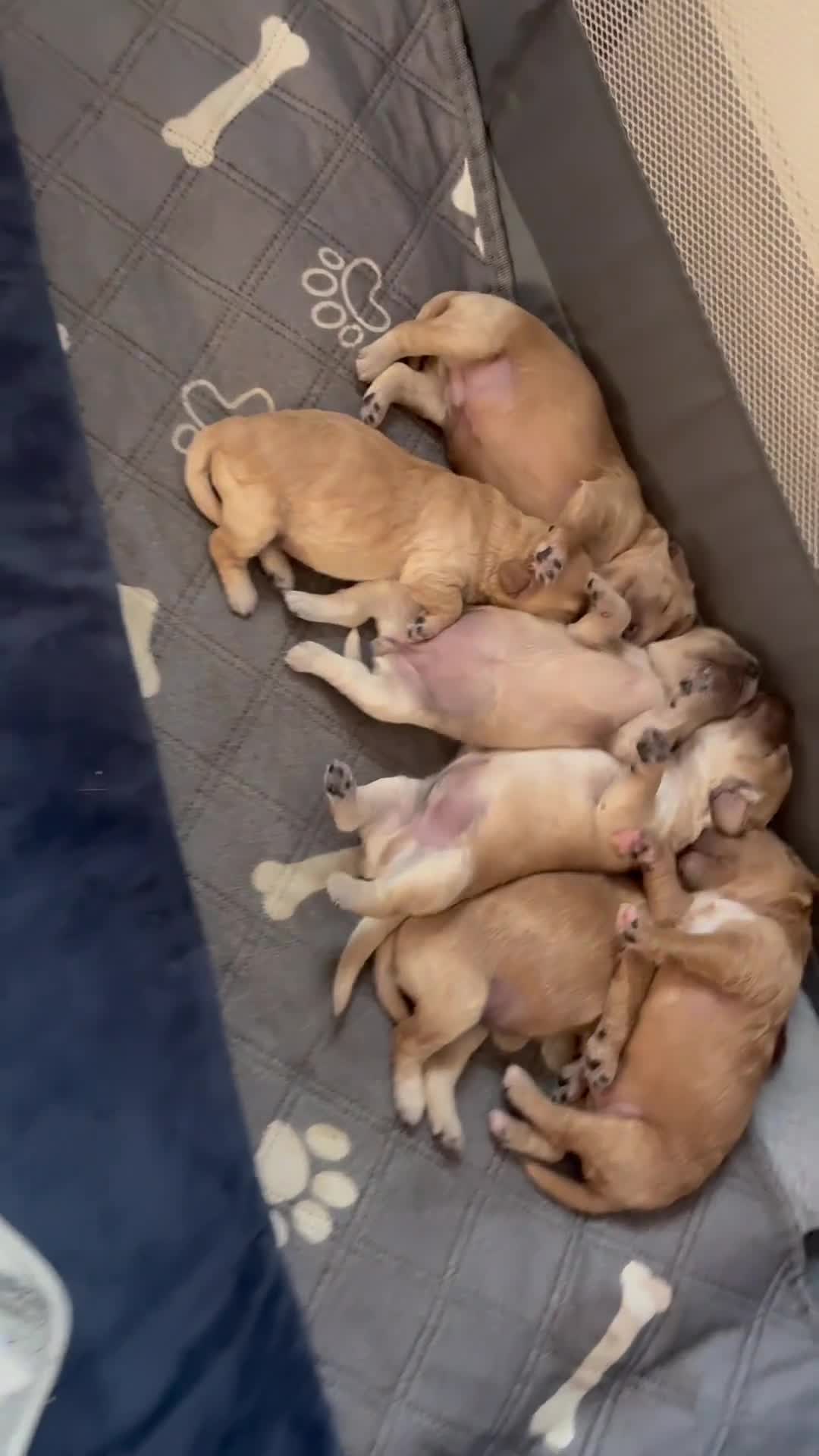 Cavapoochon dogs for sale: Beautiful Cavapoochon Puppies for Loving Homes in Burnley - Video 1