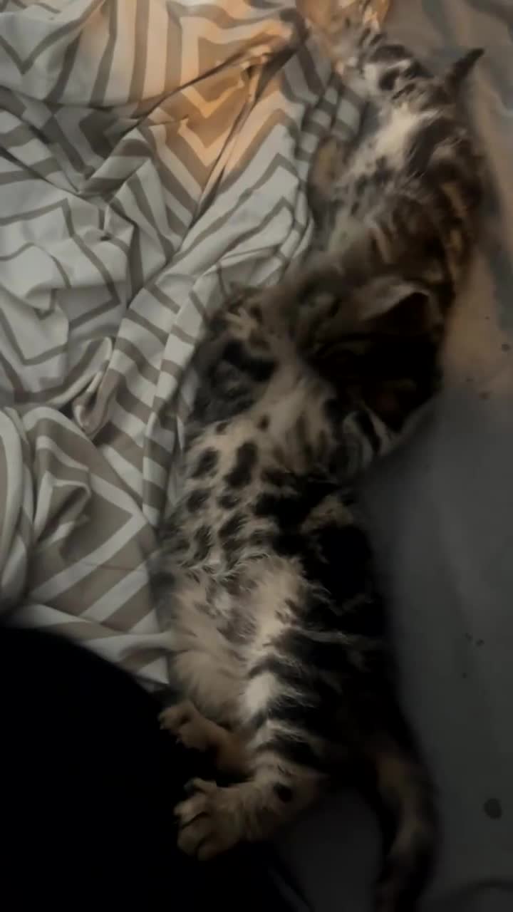 Mixed Breed cats for sale: 8 week old 1 boy 1 girl  - Video 1