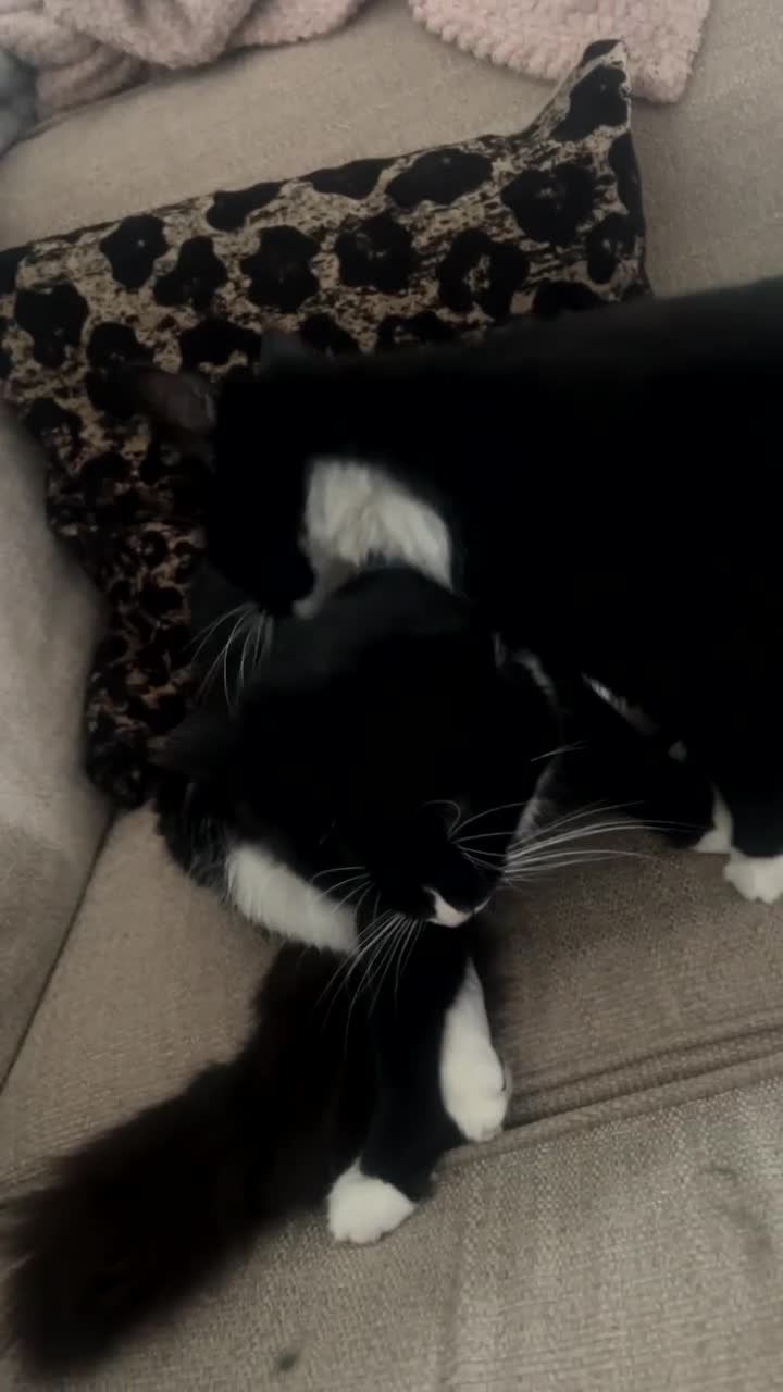 British Longhair cats for sale: Sushi and gizmo, longhaired  - Video 1