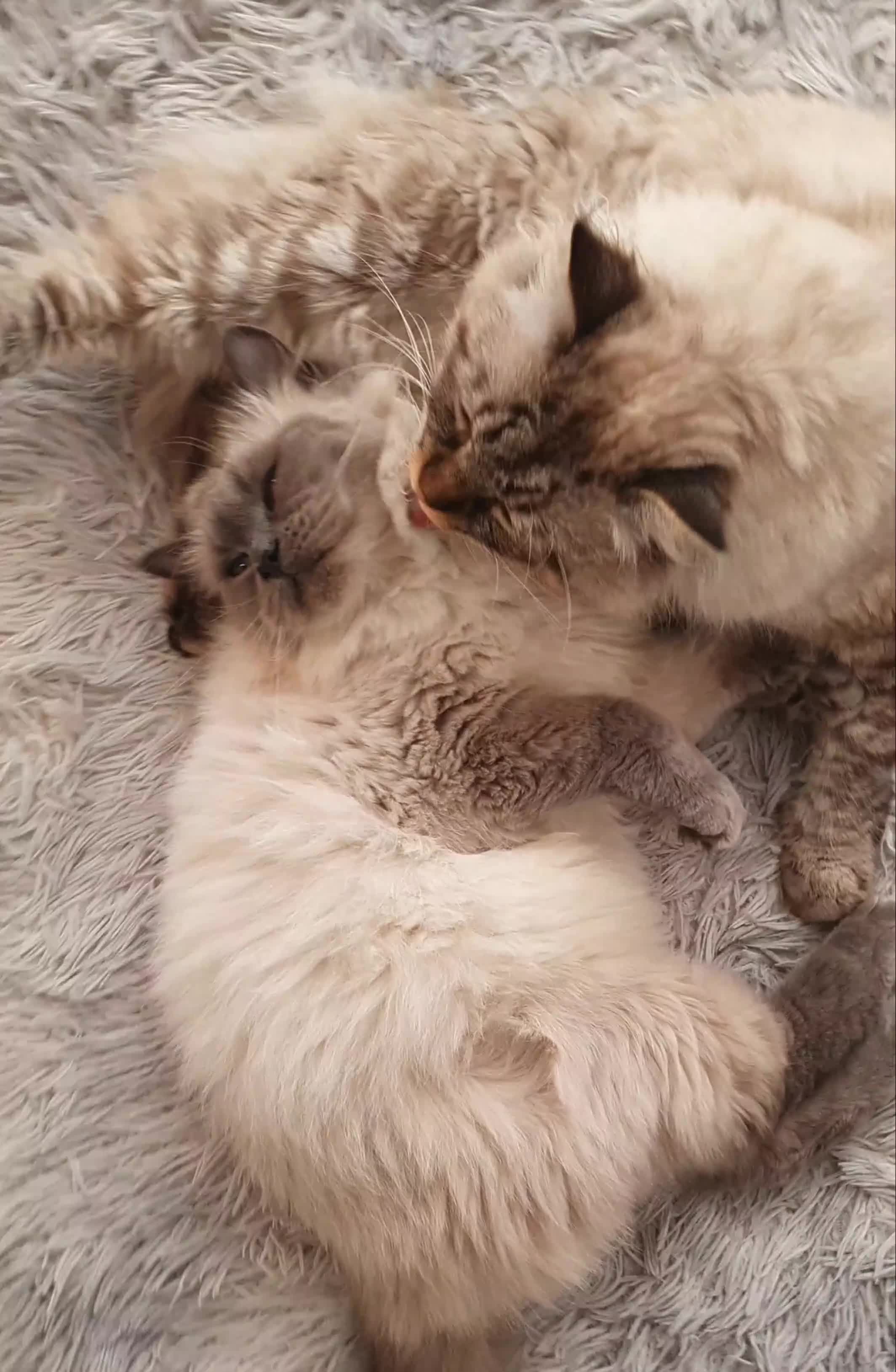 Siberian cats for sale: 🤩Champion bloodlines neva masquerade siberians🤩 - Video 1